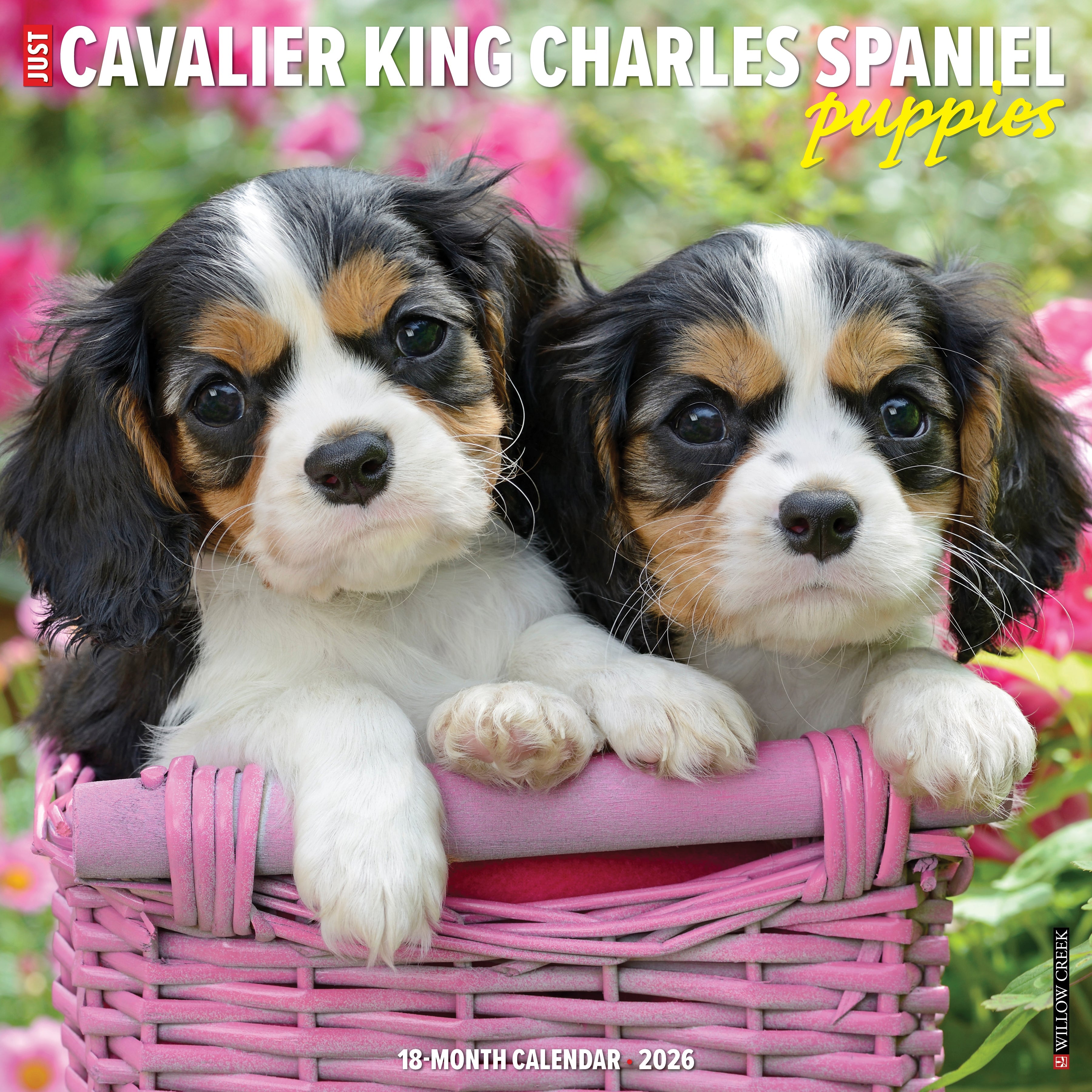 2026 Cavalier King Charles Spaniel Puppies - Square Wall