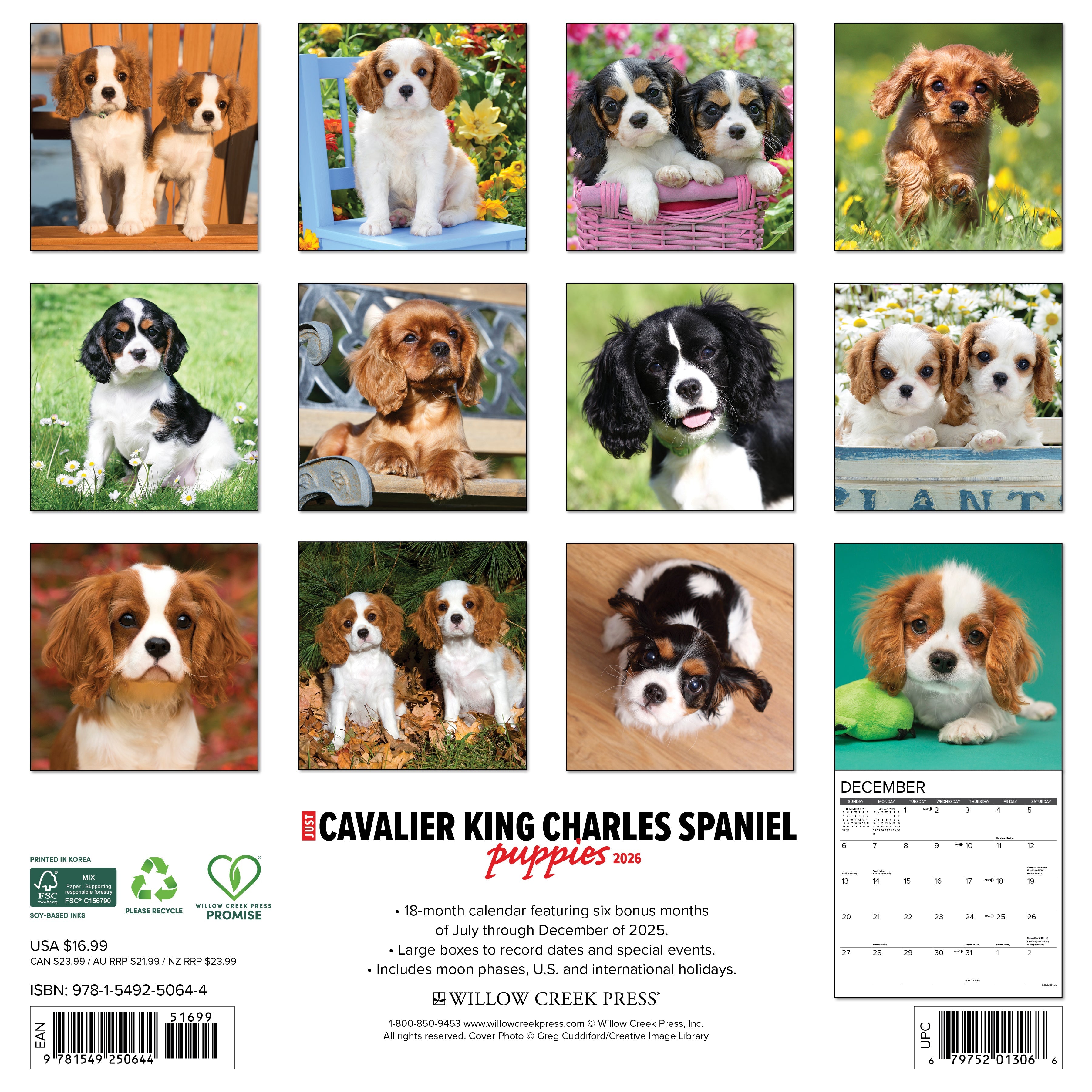 2026 Cavalier King Charles Spaniel Puppies - Square Wall