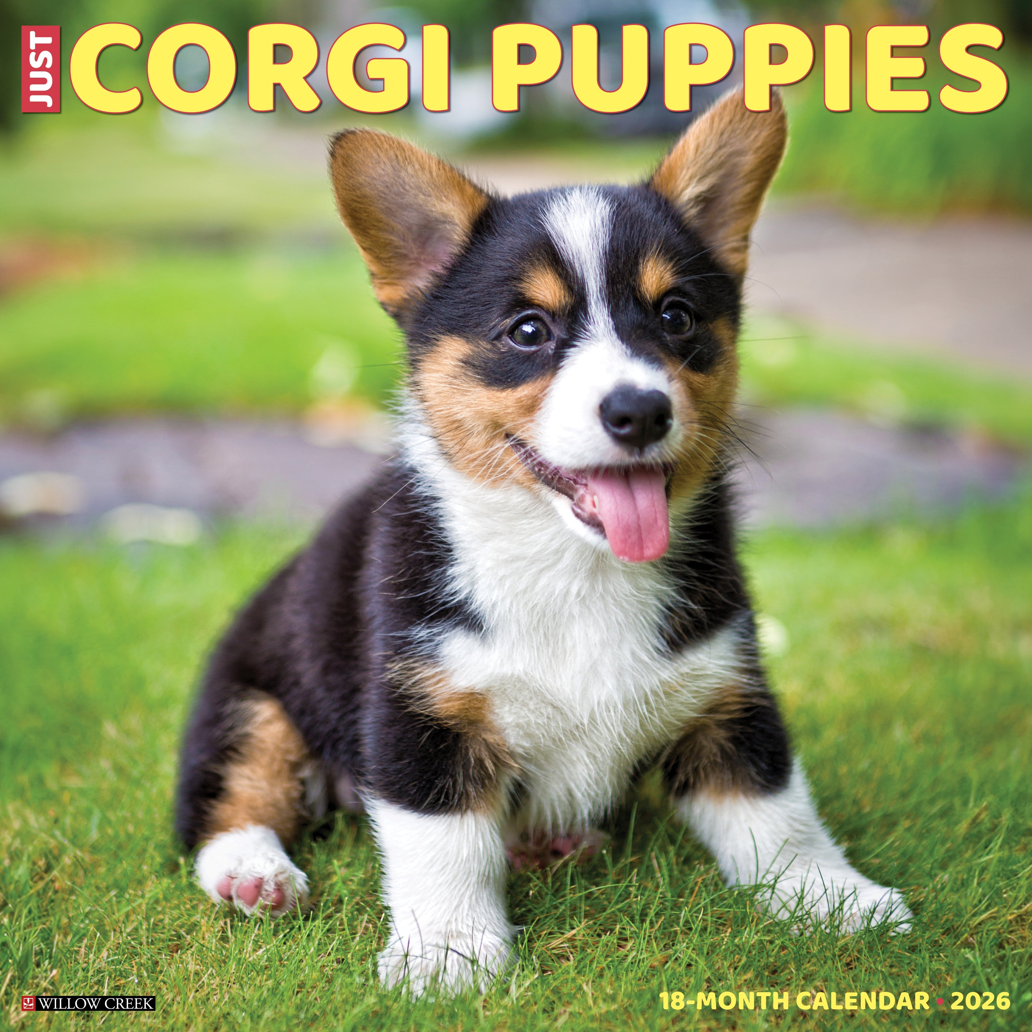 2026 Corgi Puppies - Square Wall