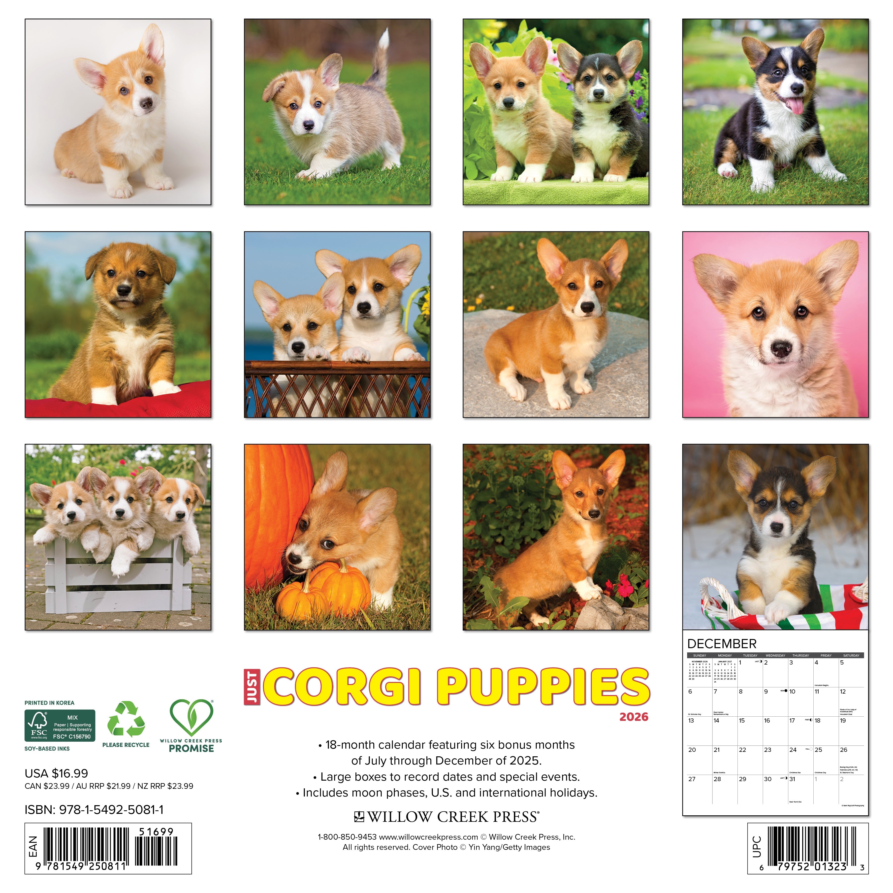 2026 Corgi Puppies - Square Wall