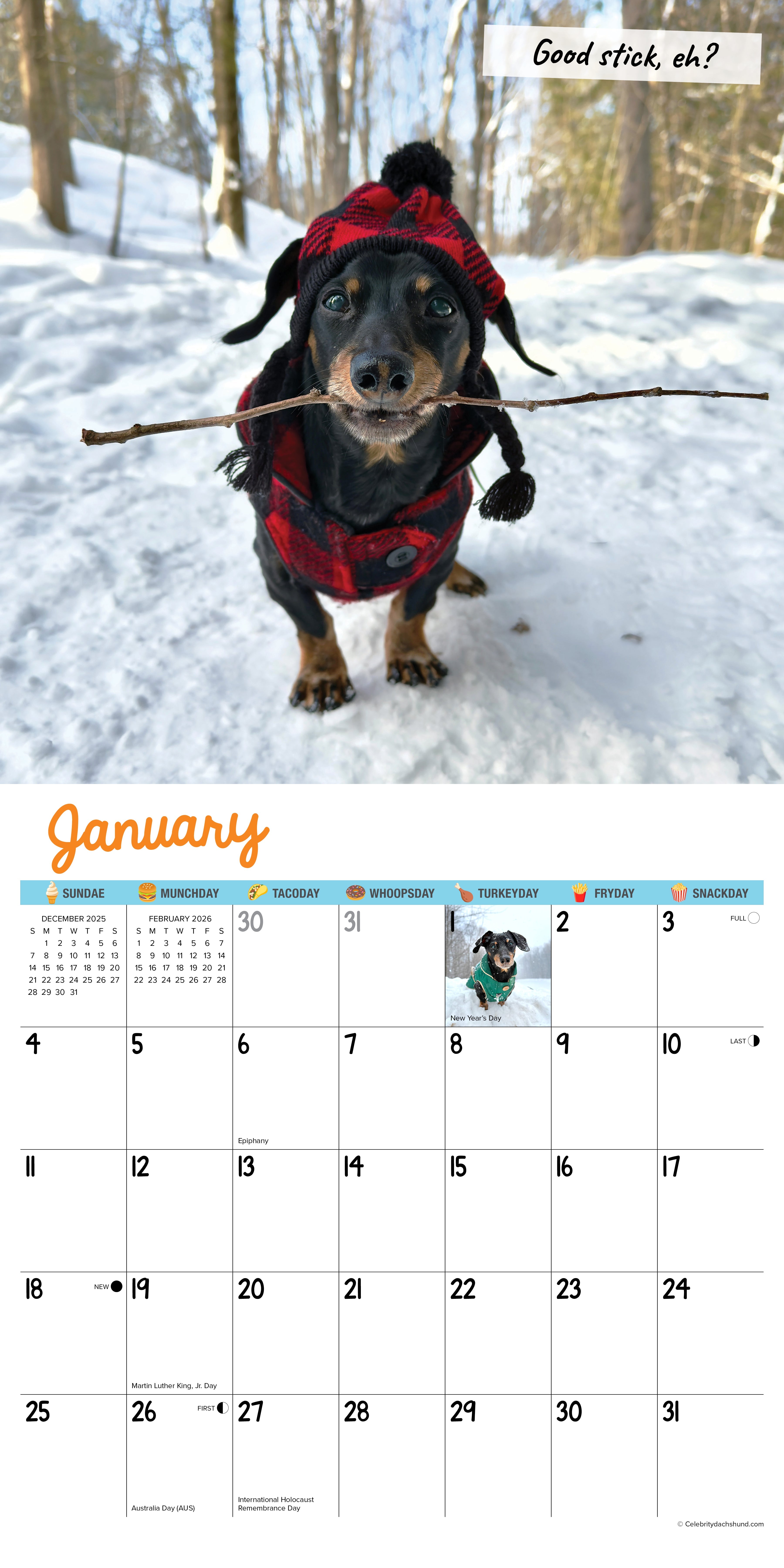 2026 Crusoe the Celebrity Dachshund - Square Wall