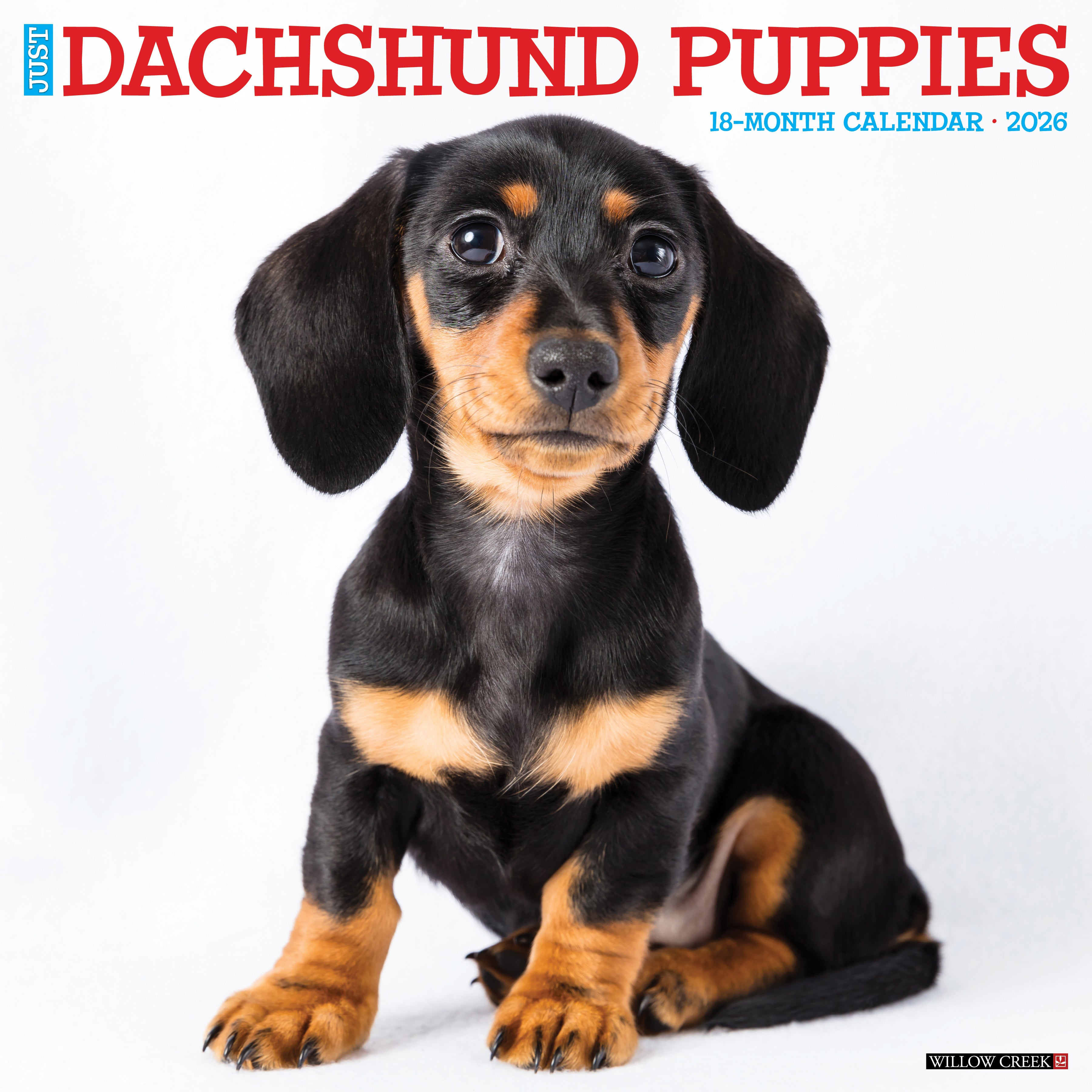2026 Dachshund Puppies - Square Wall