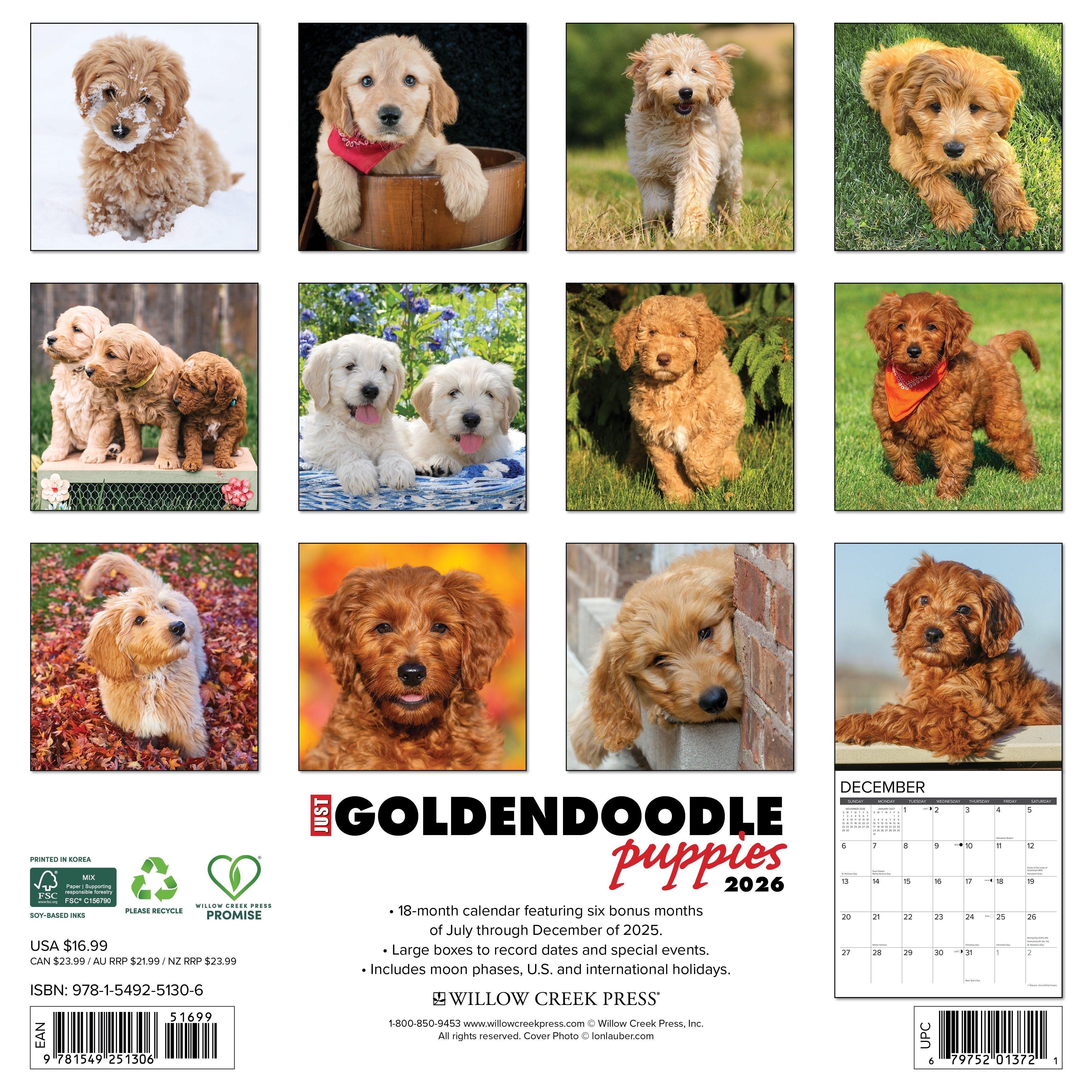 2026 Goldendoodle Puppies - Square Wall