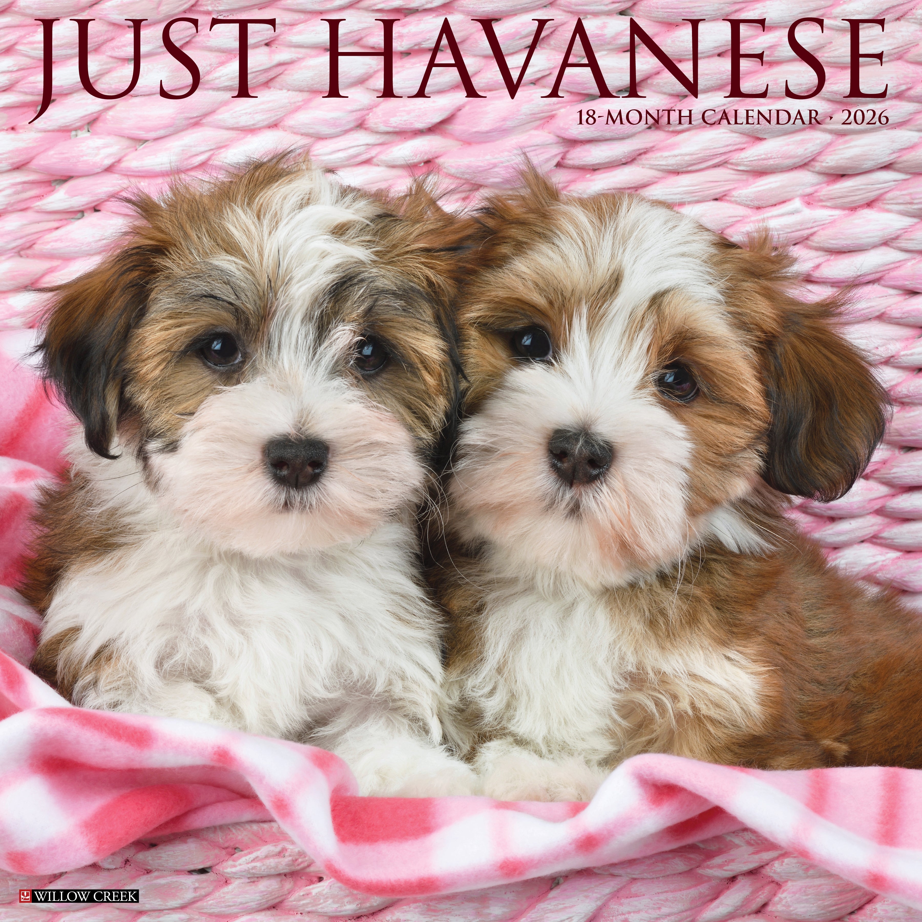 2026 Havanese - Square Wall
