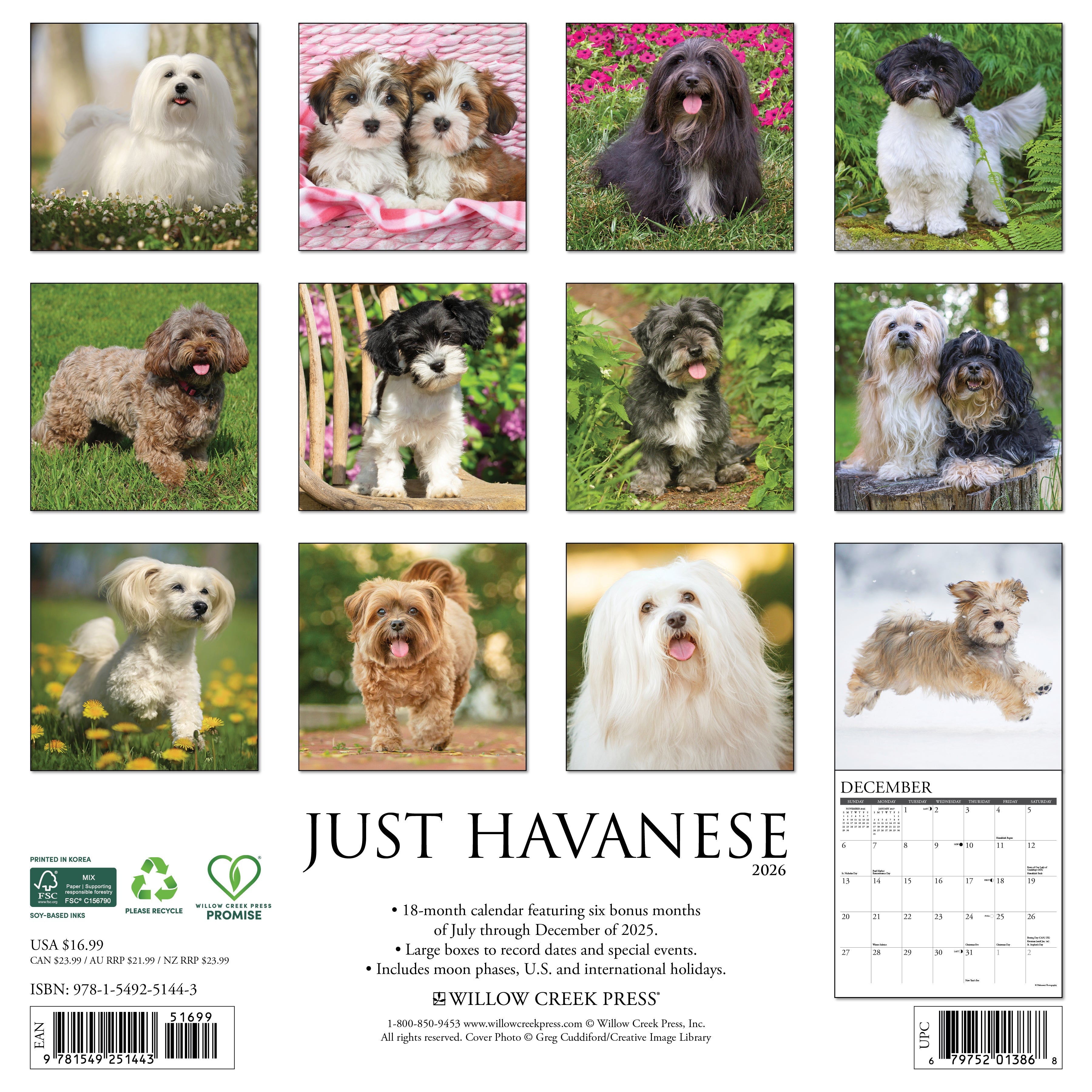 2026 Havanese - Square Wall