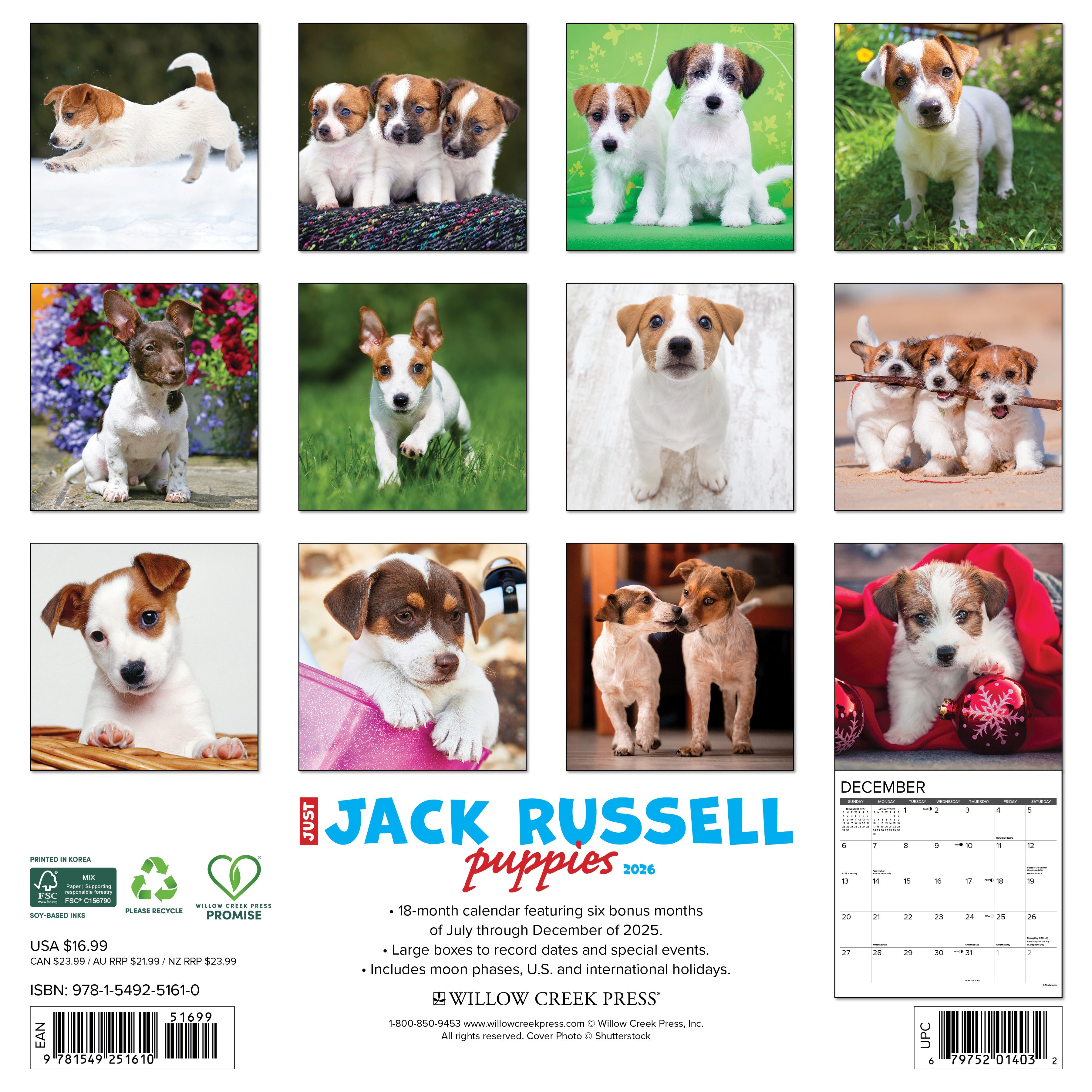 2026 Jack Russell Puppies - Square Wall