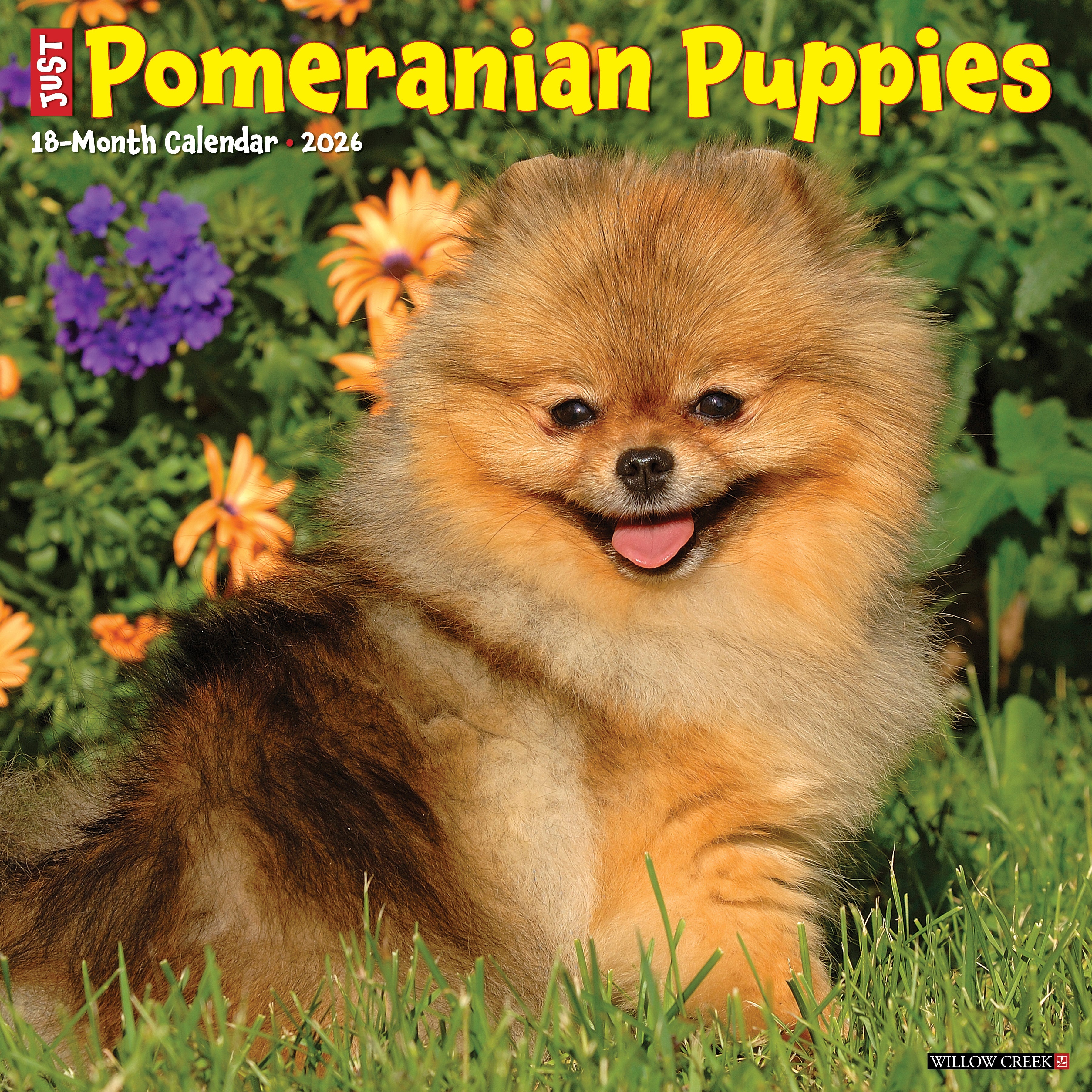 2026 Pomeranian Puppies - Square Wall