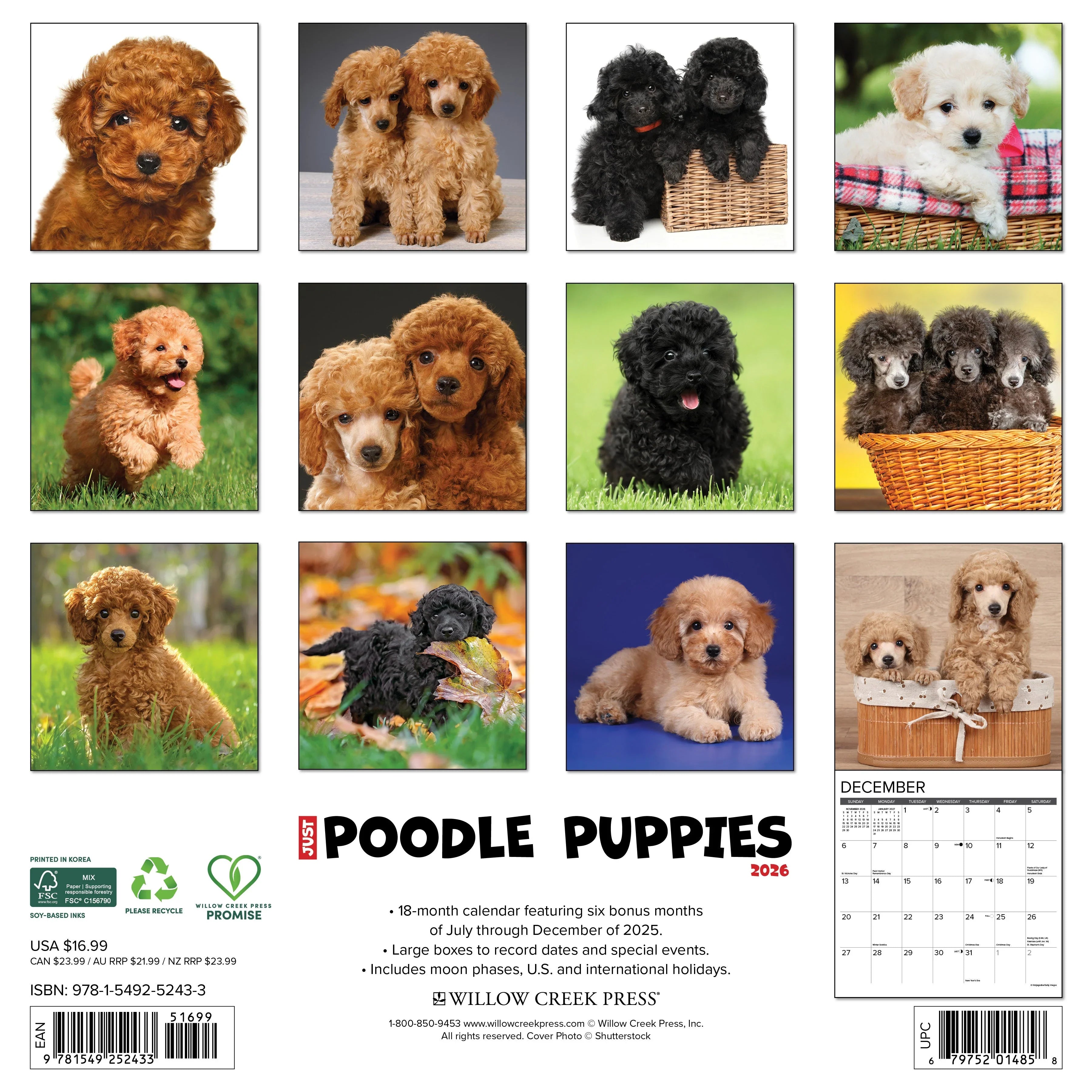2026 Poodle Puppies - Square Wall
