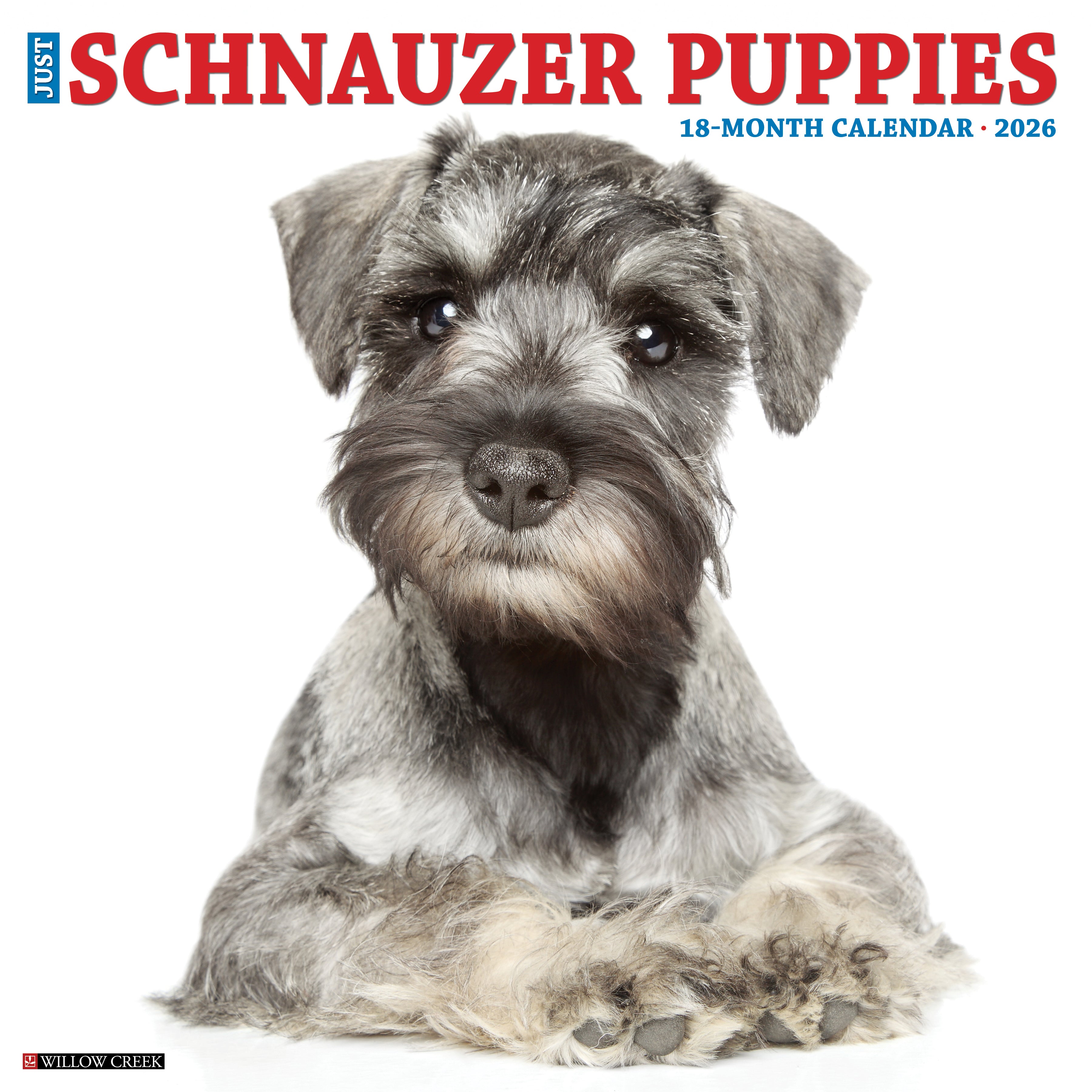 2026 Schnauzer Puppies - Square Wall