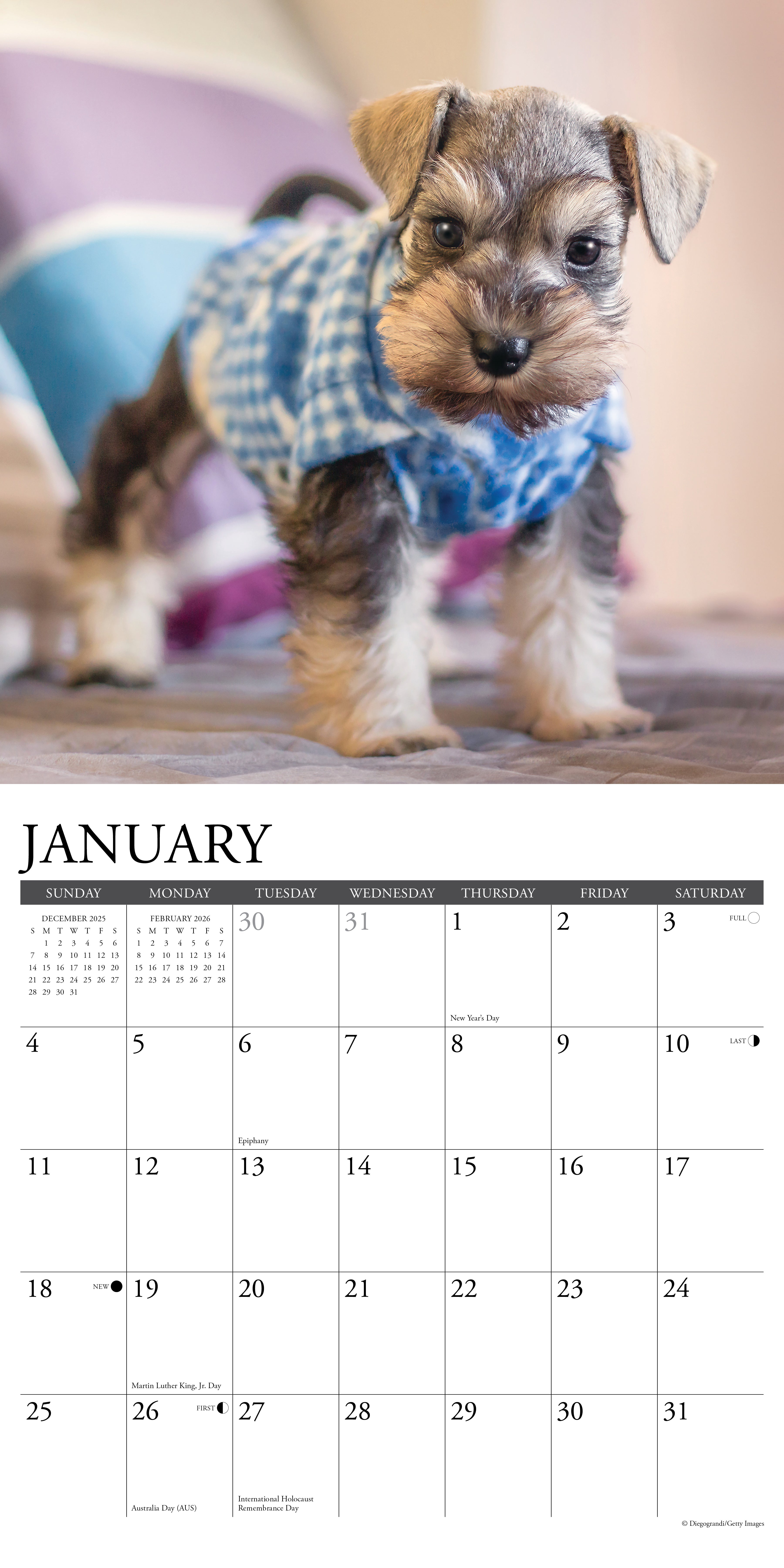 2026 Schnauzer Puppies - Square Wall