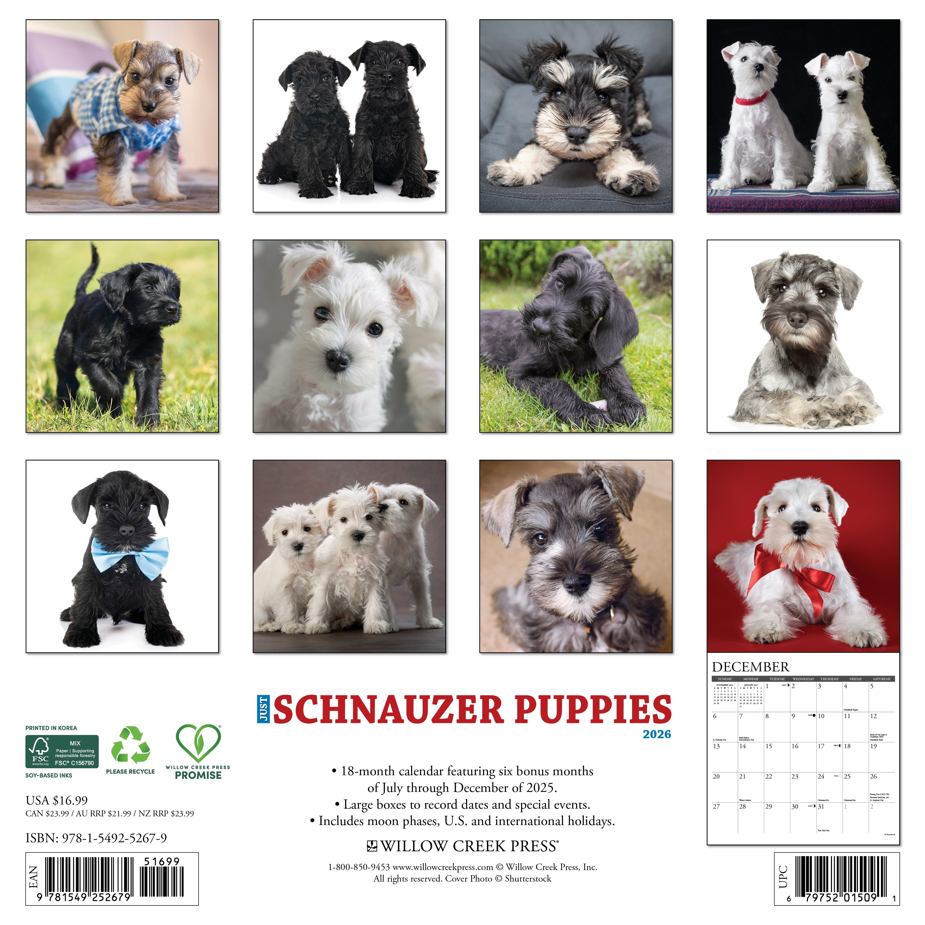 2026 Schnauzer Puppies - Square Wall