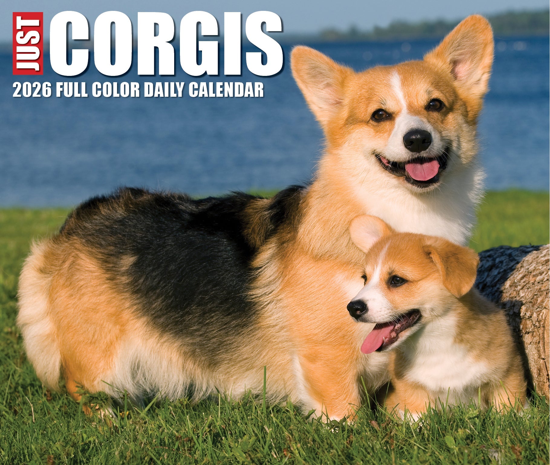 2026 Corgis - Boxed Page-A-Day