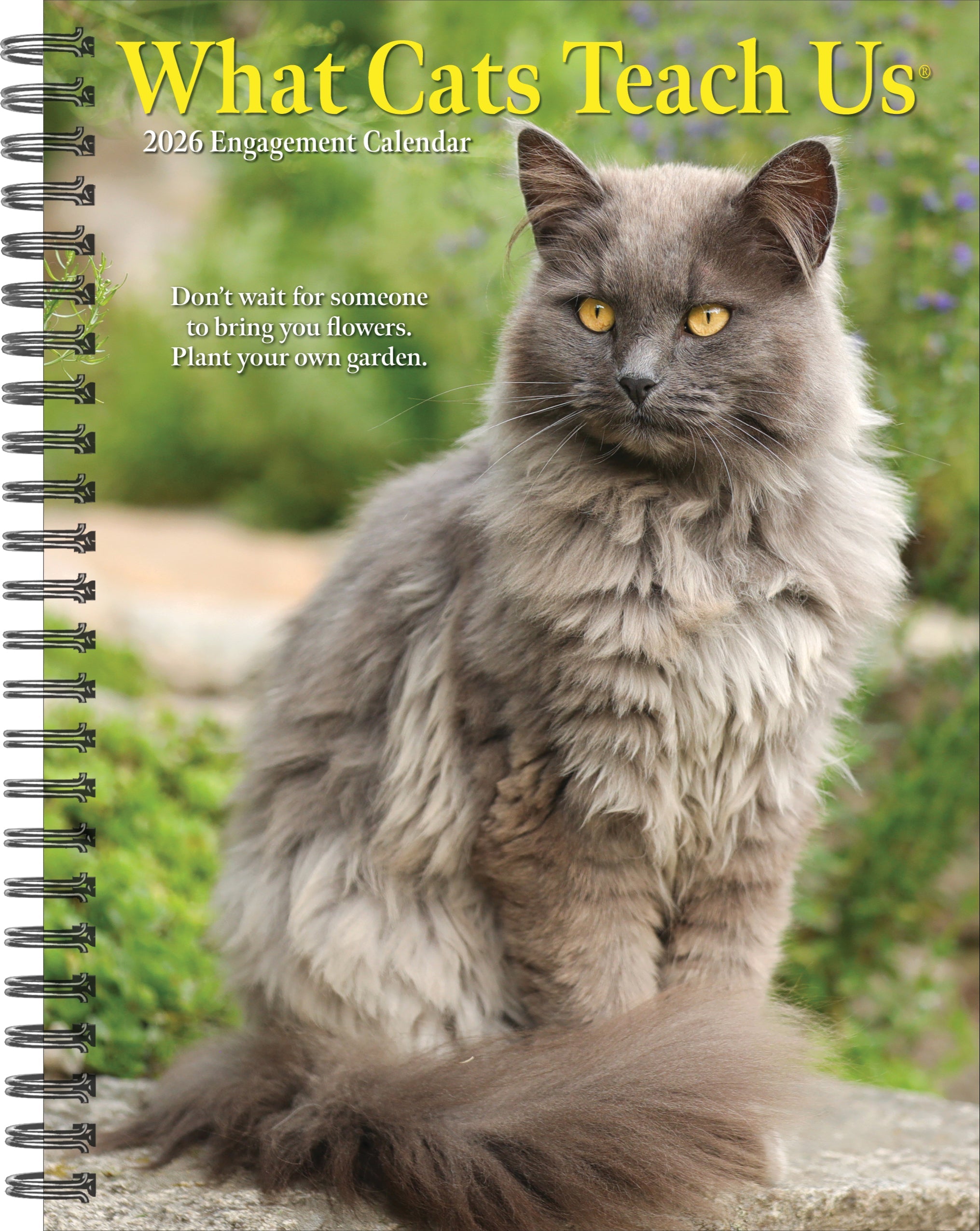 2026 What Cats Teach Us - Weekly Diary/Planner