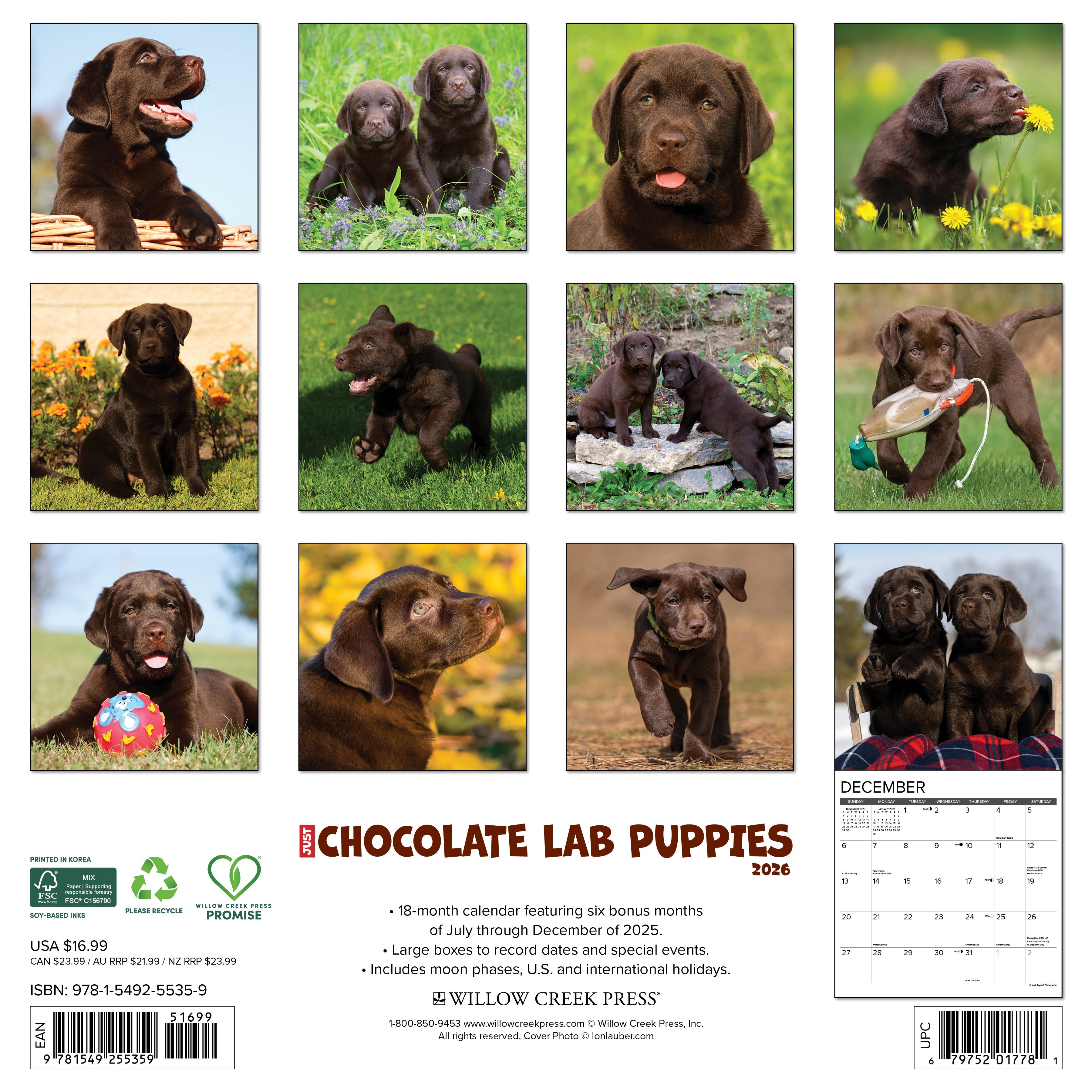 2026 Chocolate Lab Puppies - Square Wall