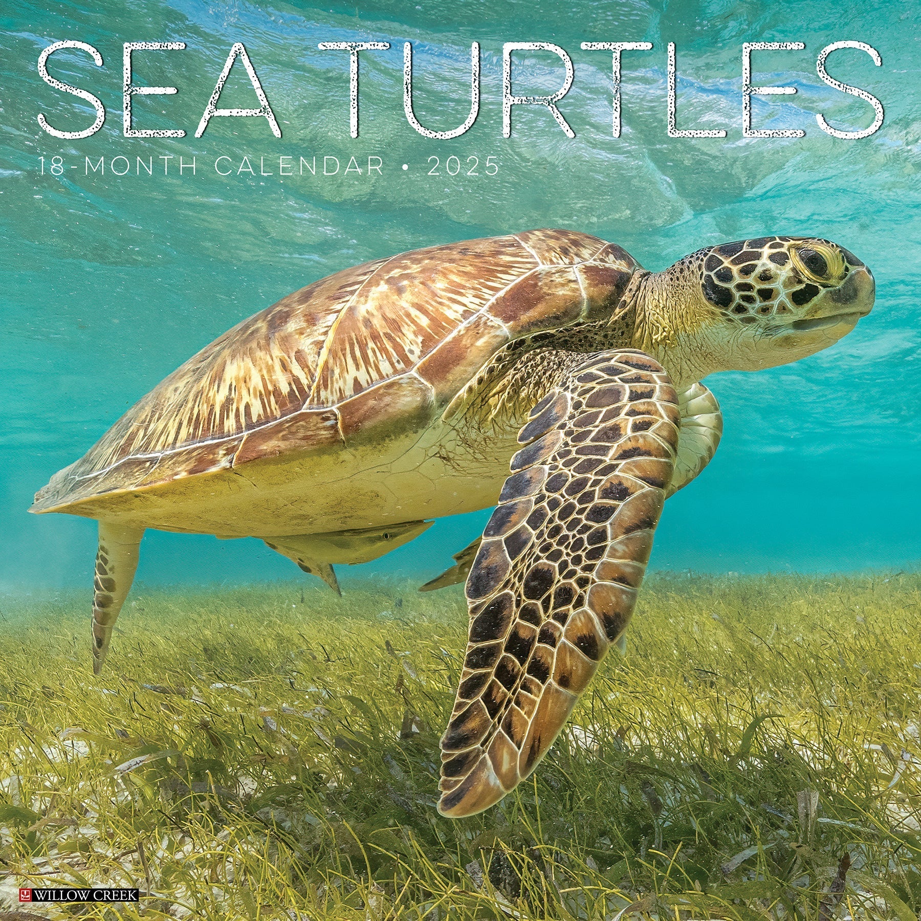 2025 Sea Turtles Square Wall Calendar (US Only)