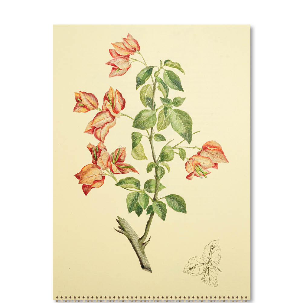 2026 Joseph Banks Botanicals - HMS Endeavour - Deluxe Wall Calendar