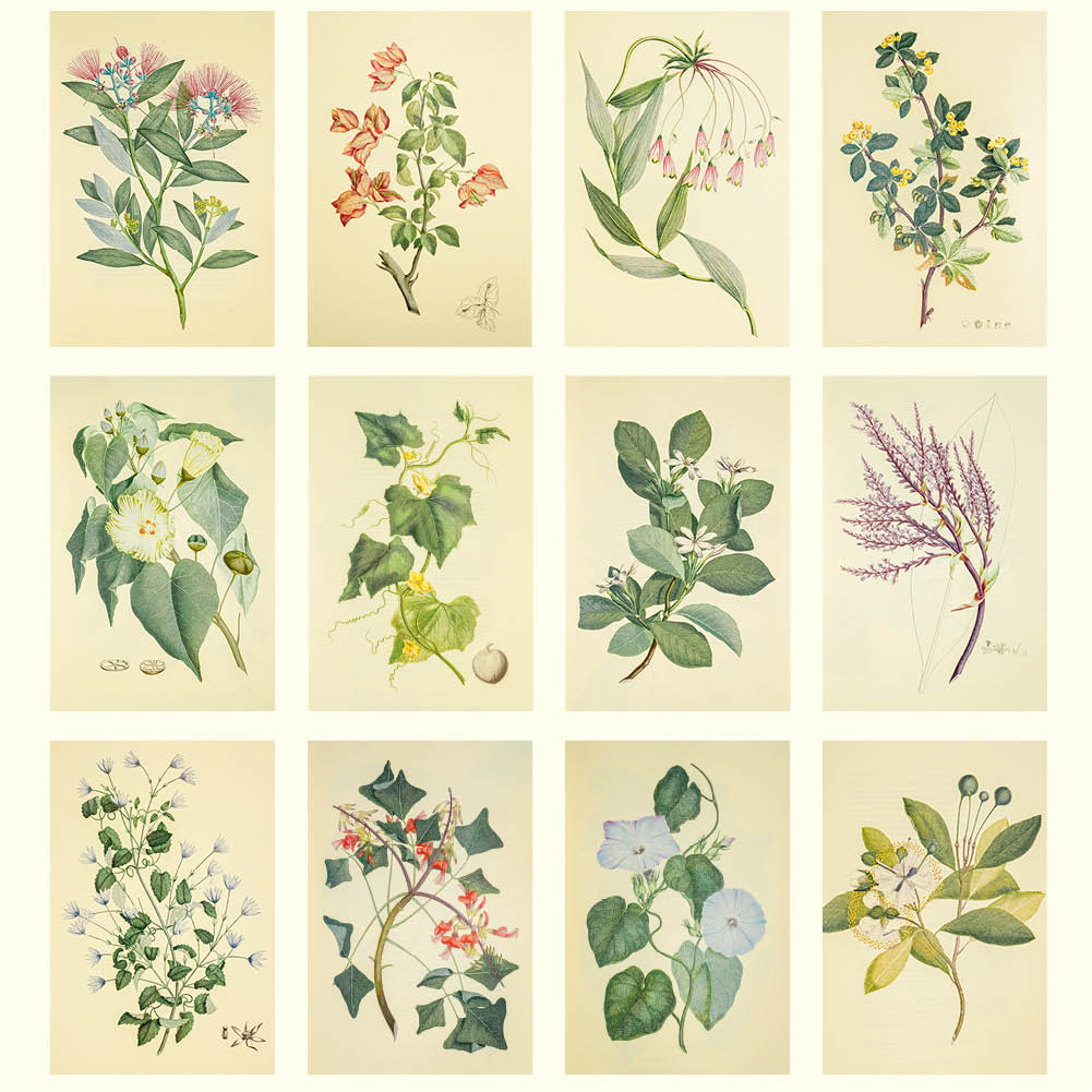 2026 Joseph Banks Botanicals - HMS Endeavour - Deluxe Wall Calendar