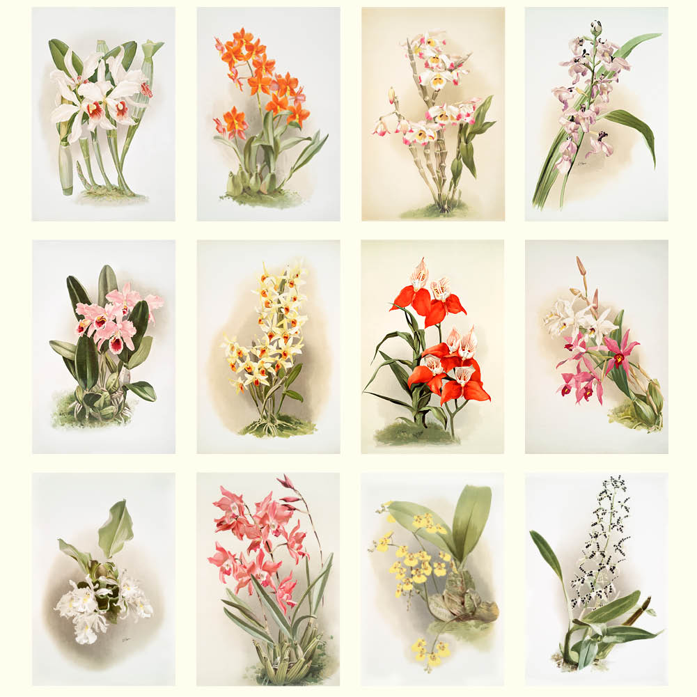 2026 Orchids - Deluxe Wall Calendar