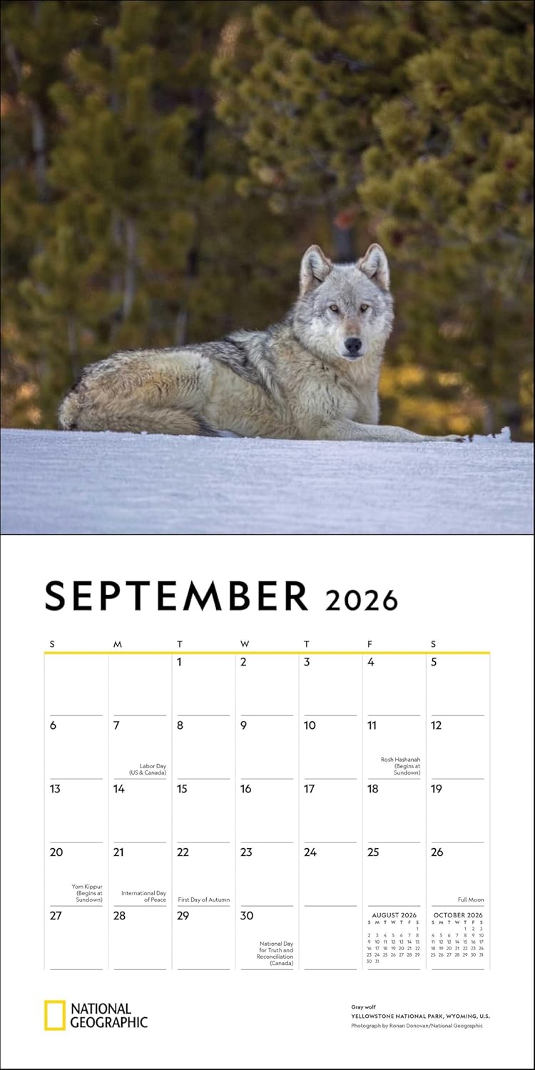 2026 Wolves: National Geographic - Square Wall Calendar