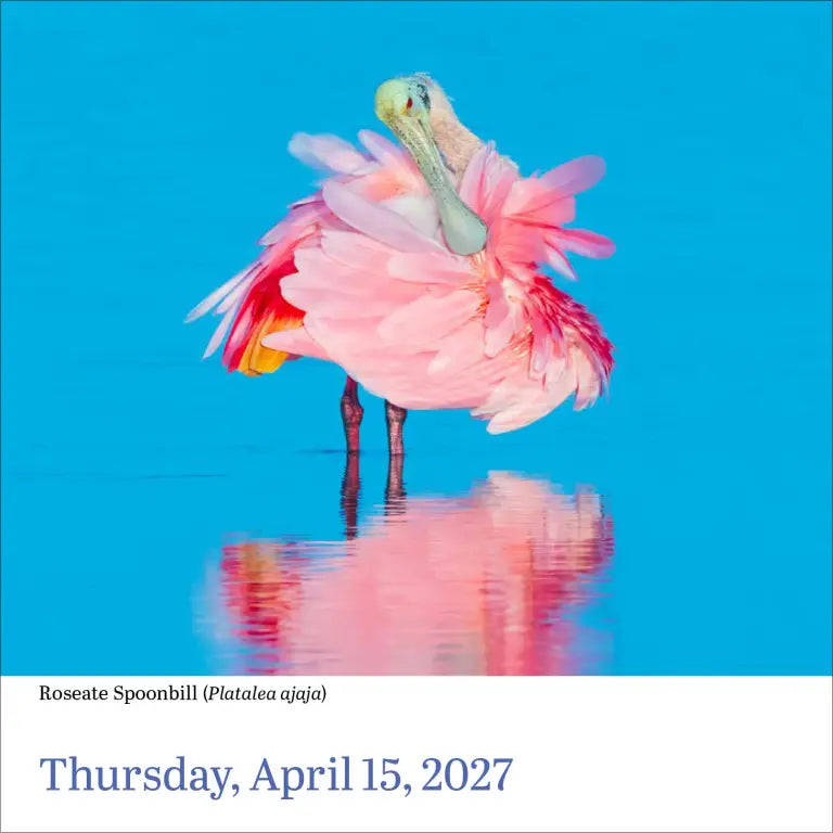 2027 Audubon Birds - Daily Boxed Page-A-Day Calendar