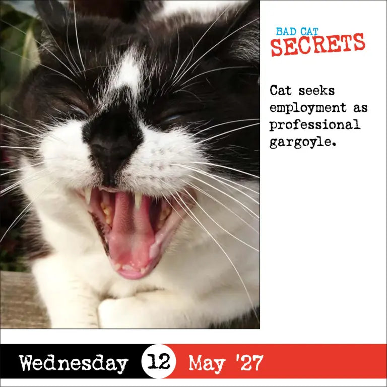 2027 Bad Cat - Daily Boxed Page-A-Day Calendar