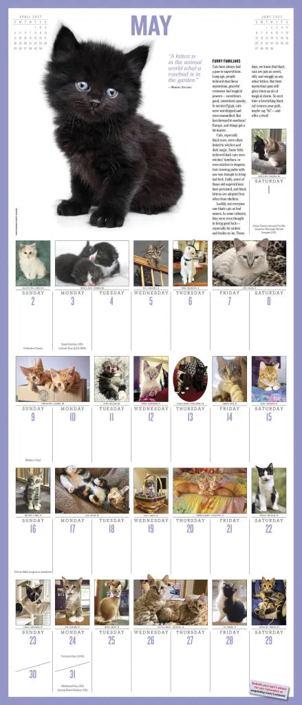 2027 365 Kittens-A-Year Picture-A-Day - Deluxe Wall Calendar