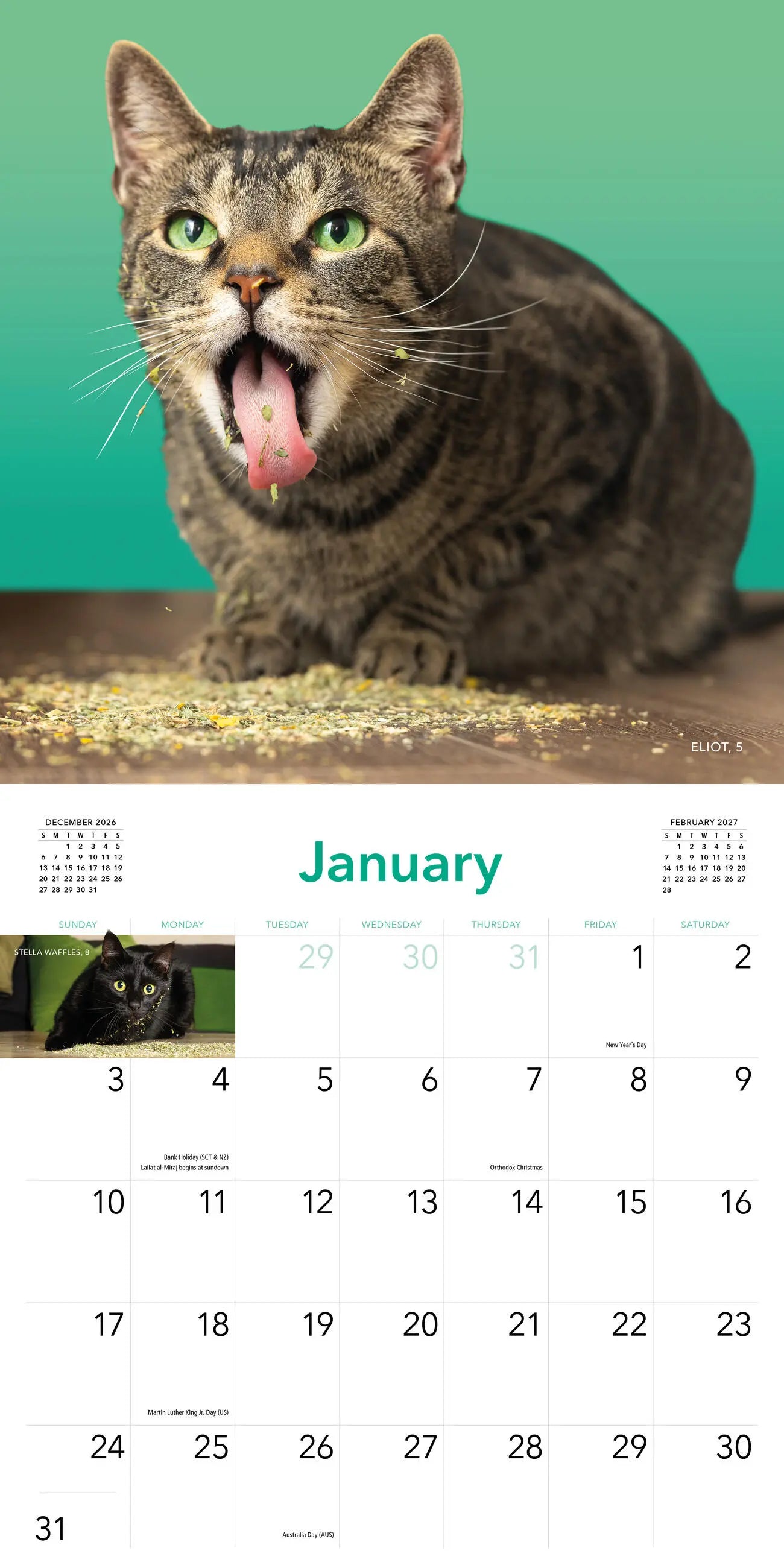 2027 Cats on Catnip - Square Wall Calendar