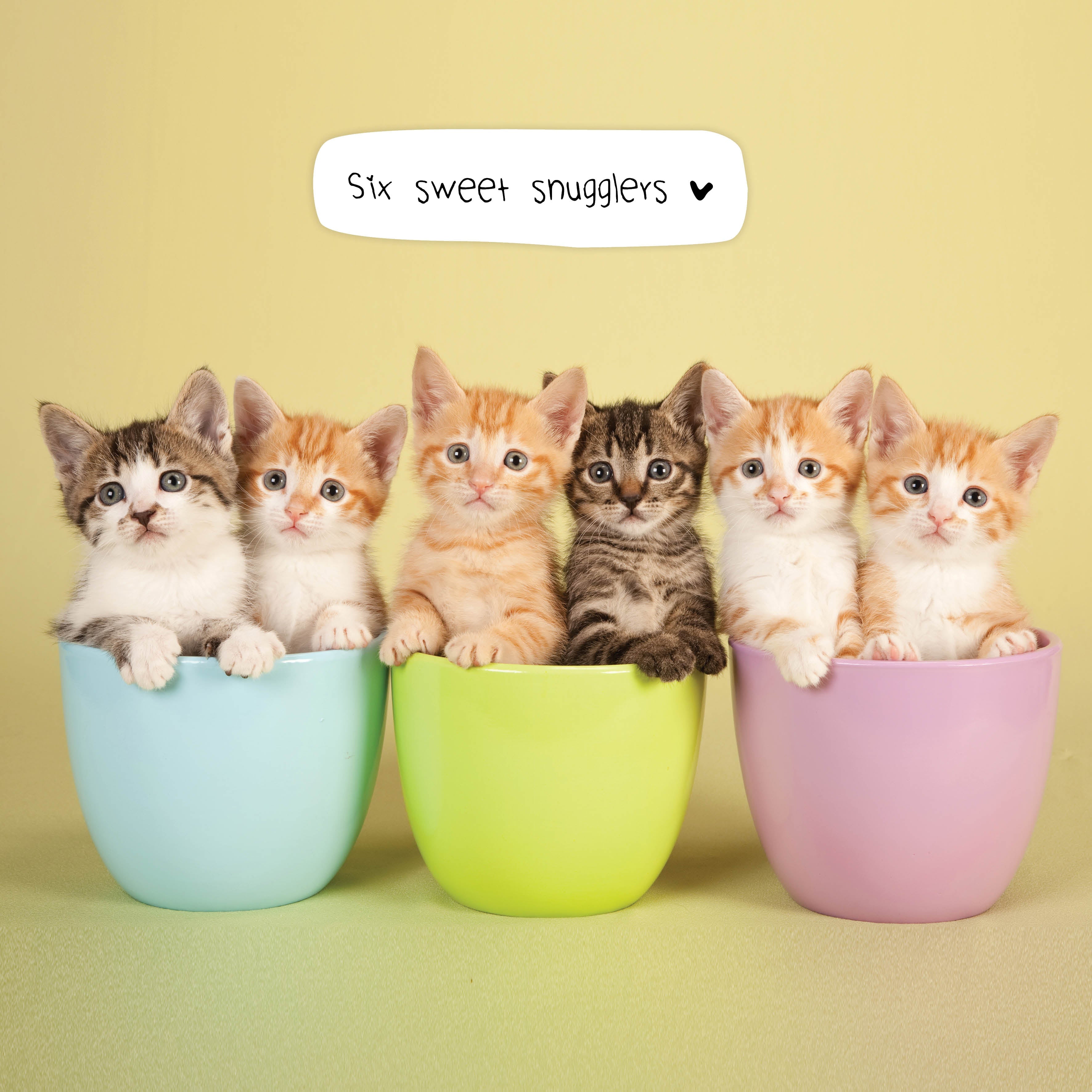 2026 Cats In Small Places - Square Wall Calendar