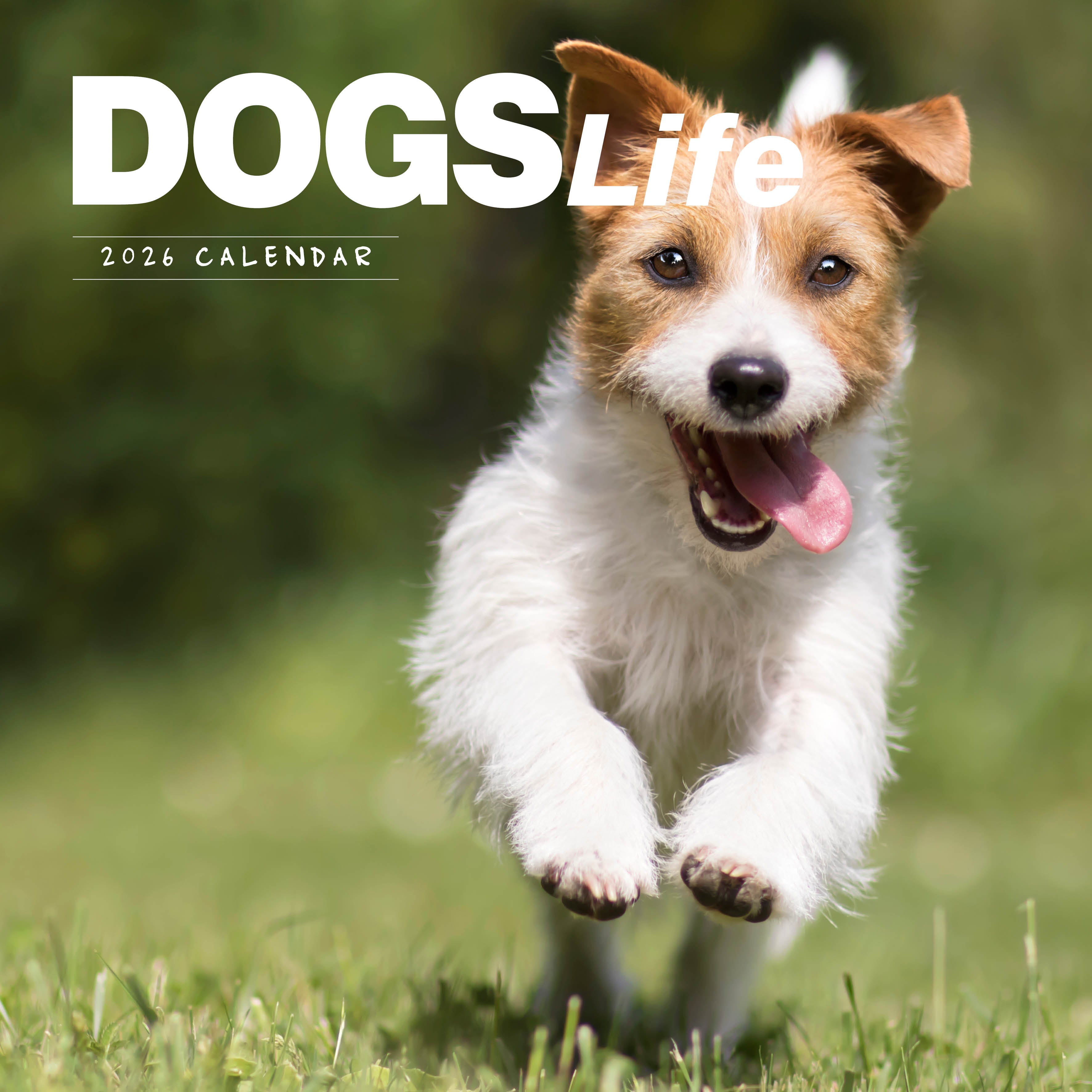 2026 Dogs Life - Square Wall Calendar