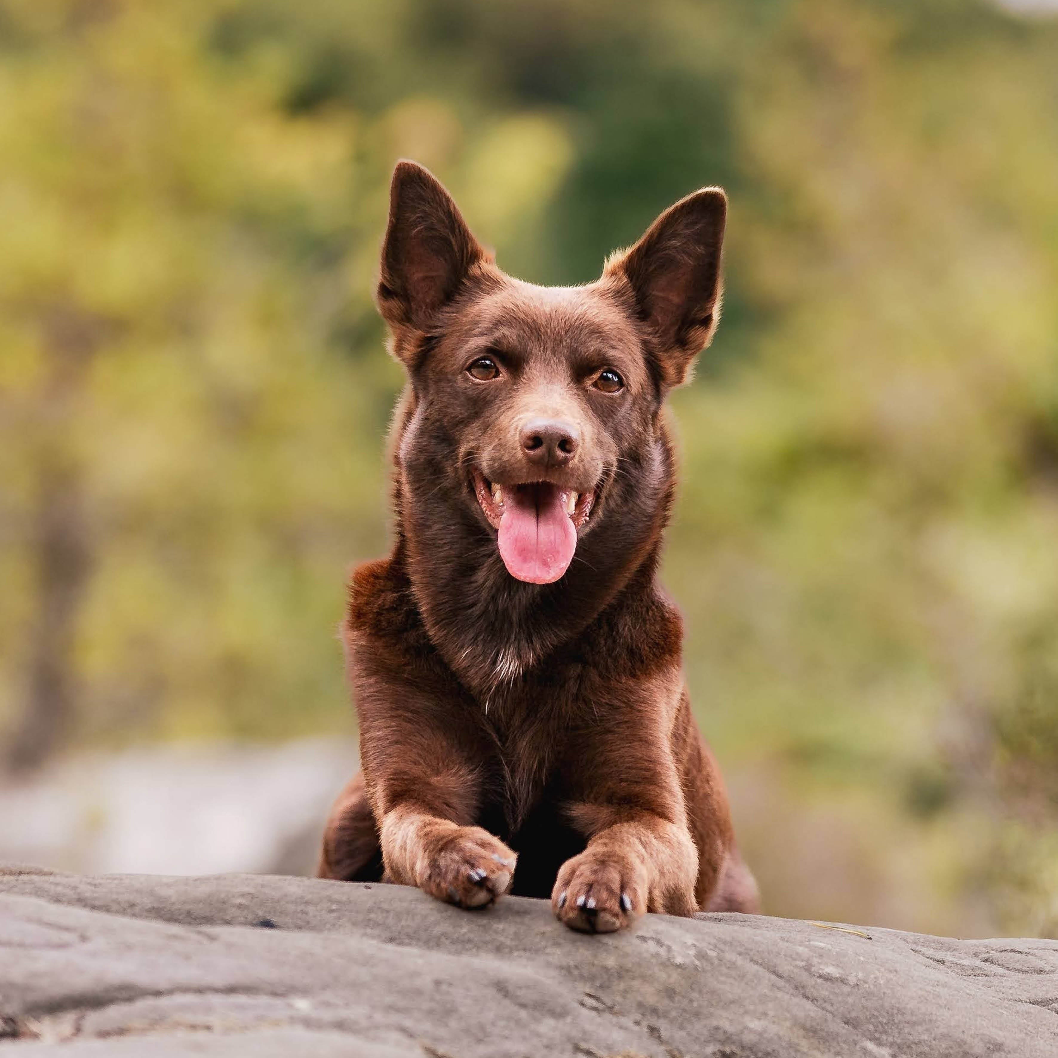 2026 Farm Dogs - Square Wall Calendar