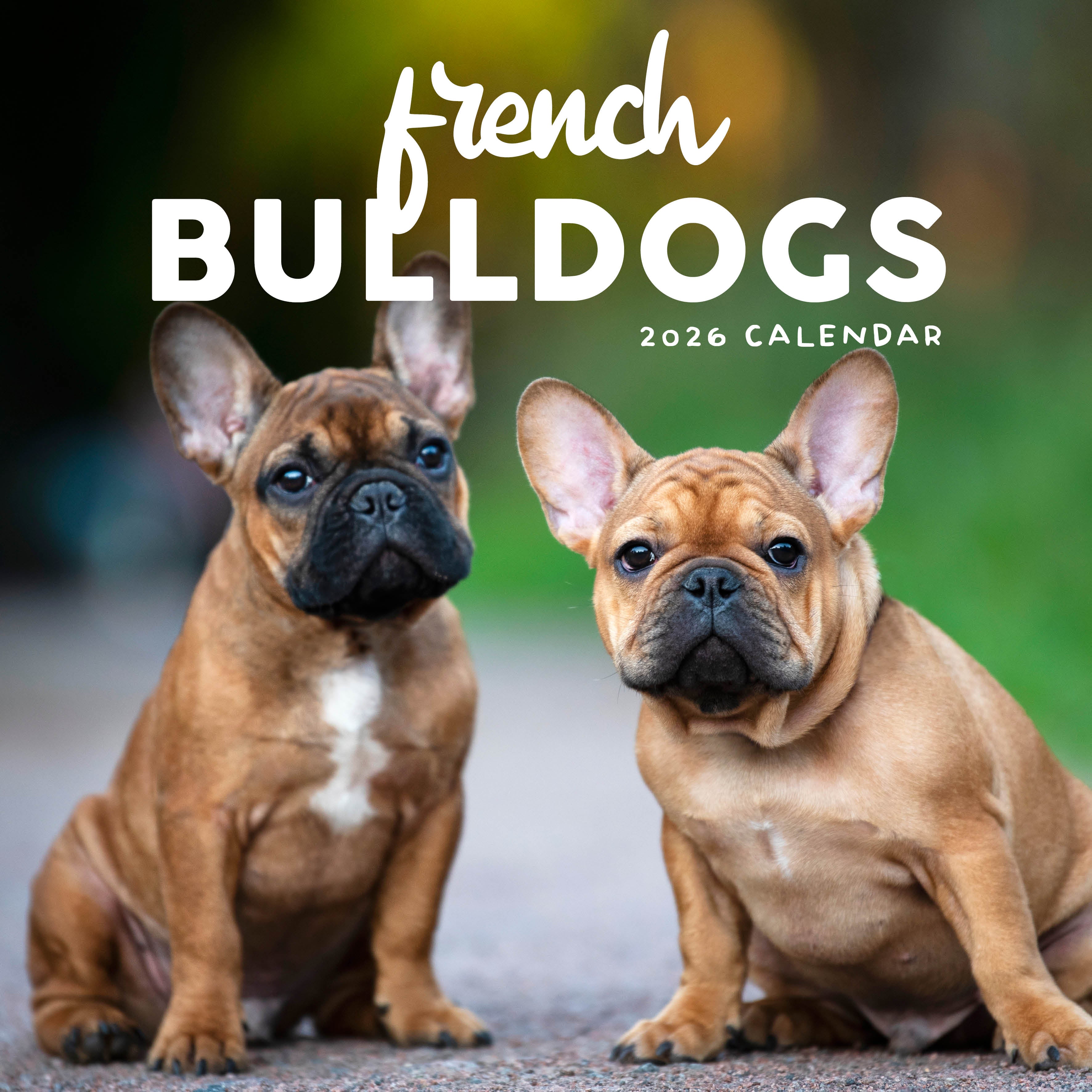 2026 French Bulldogs - Square Wall Calendar