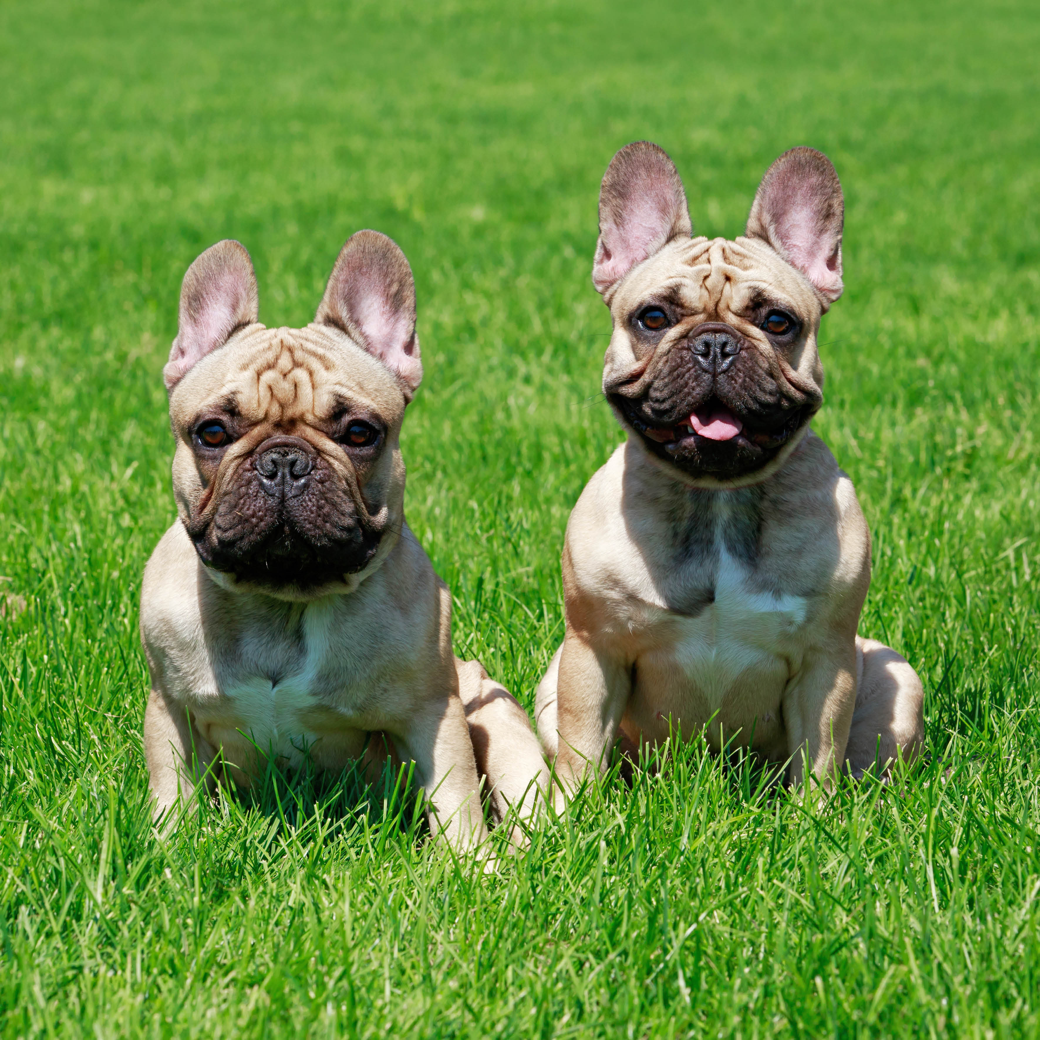 2026 French Bulldogs - Square Wall Calendar