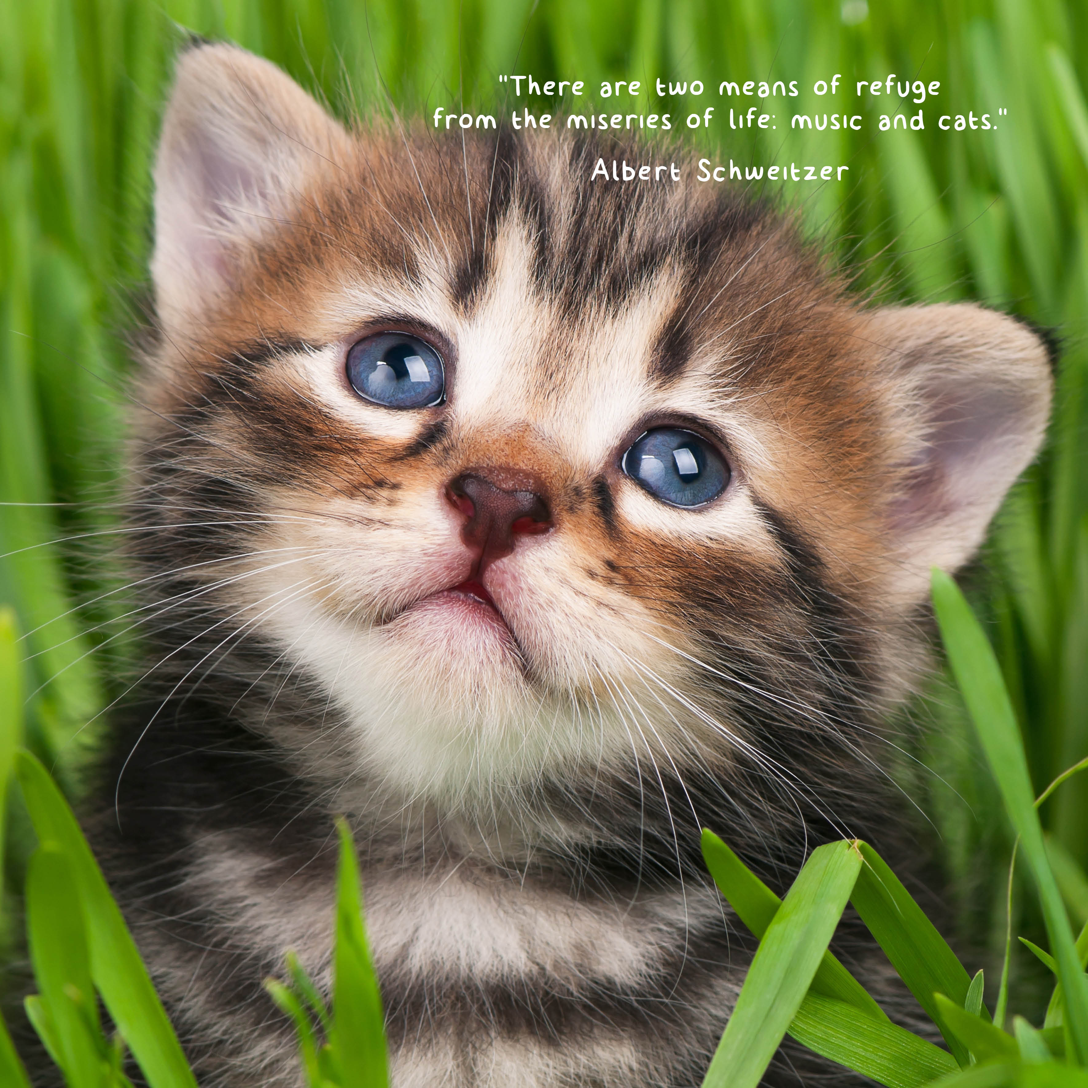 2026 Fur Friends - Square Wall Calendar