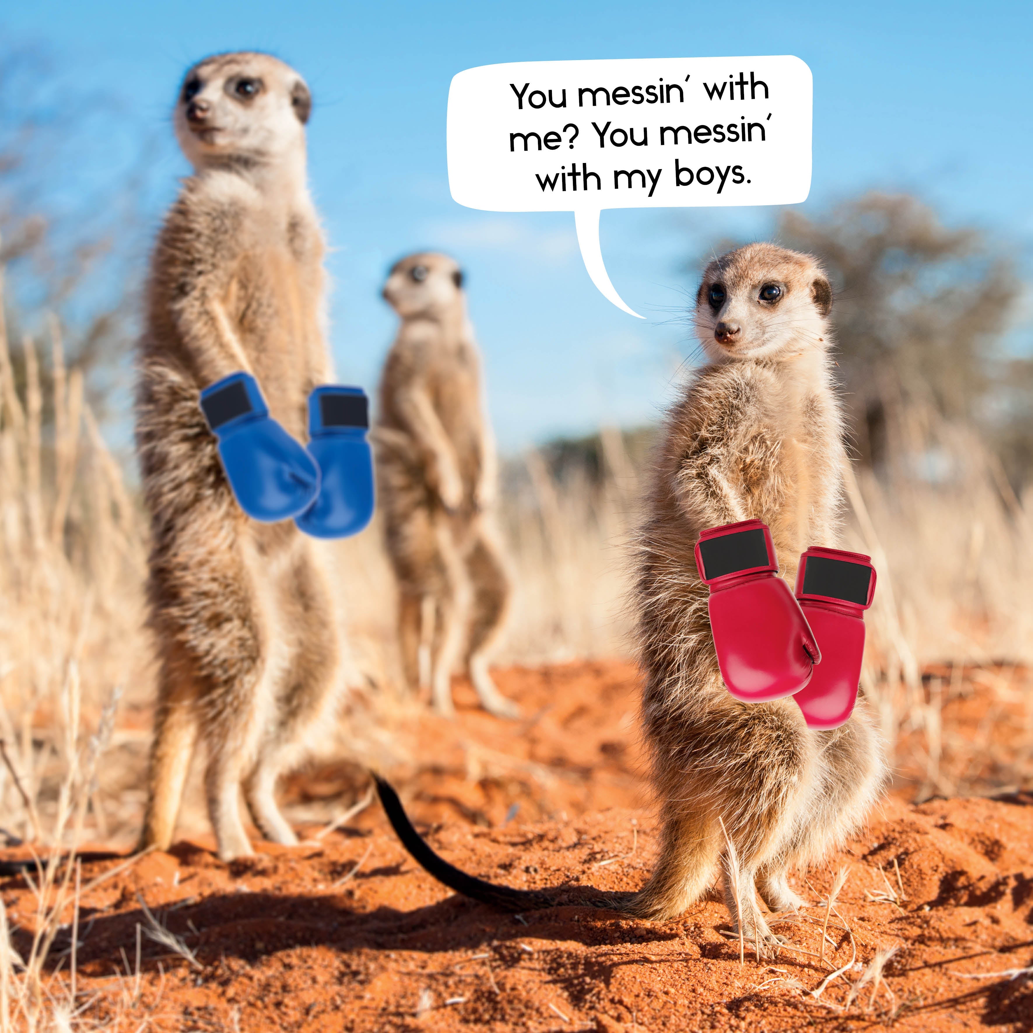 2026 Gangs Of Meerkat Manor - Square Wall Calendar