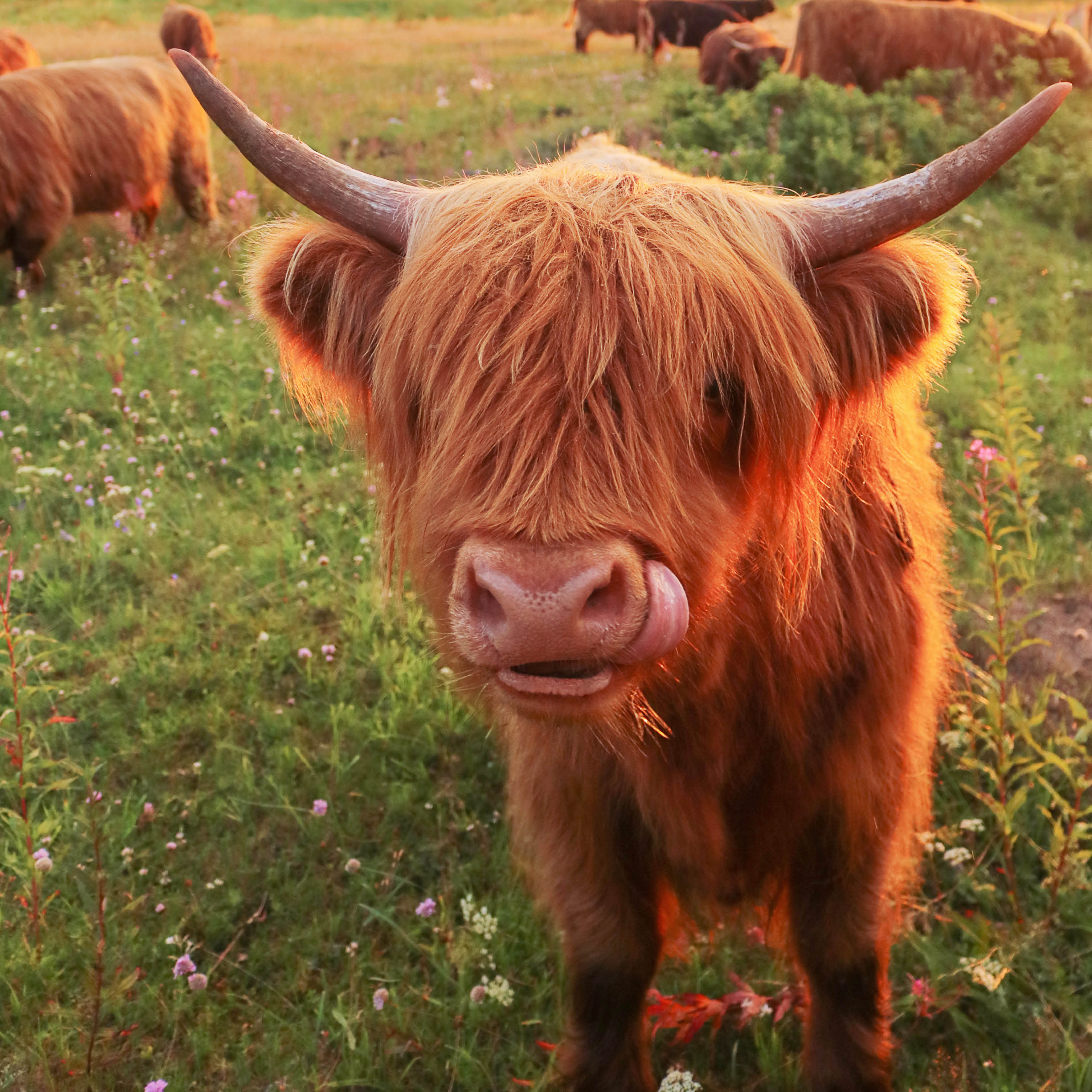 2026 Highland Cows - Square Wall Calendar
