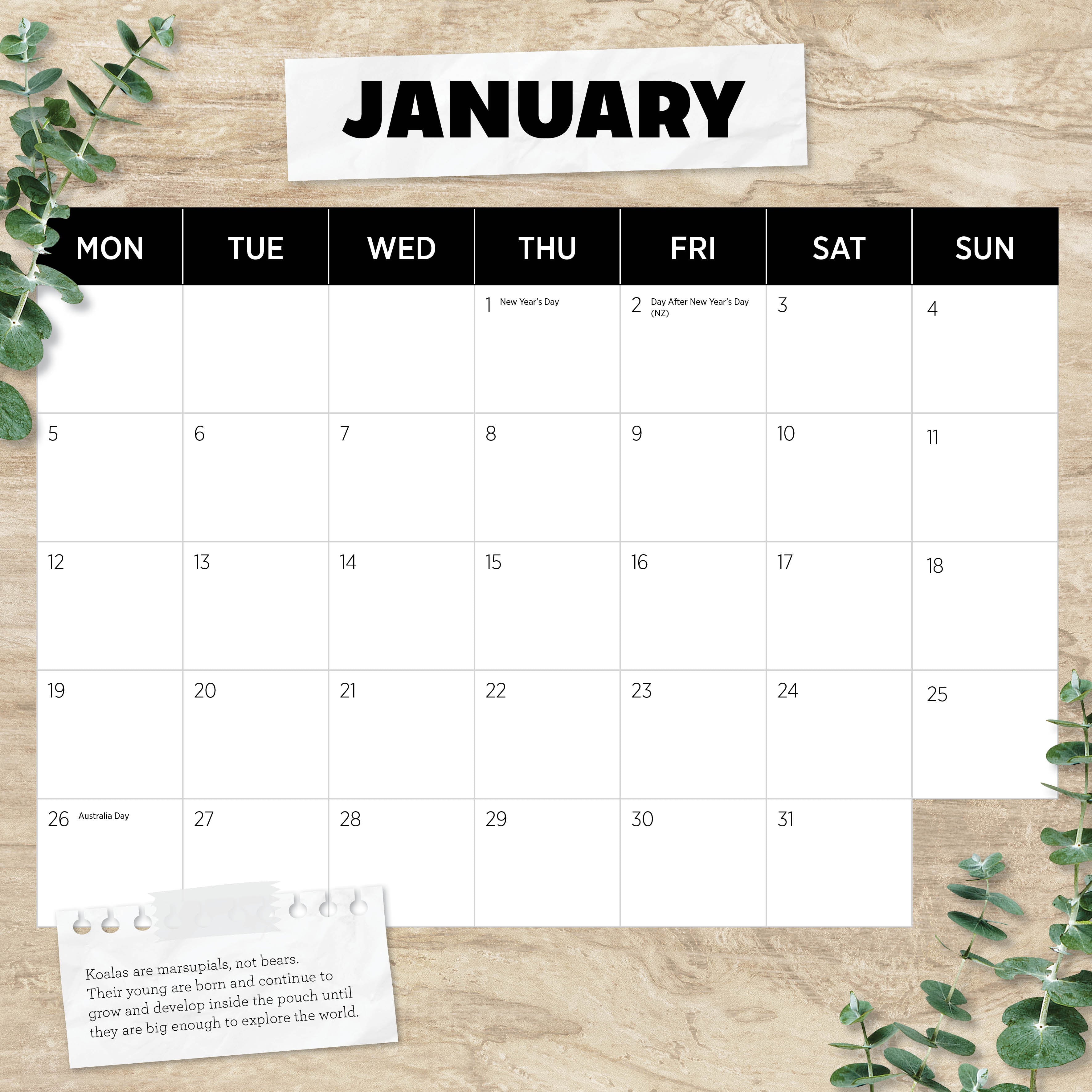 2026 Koalas - Square Wall Calendar