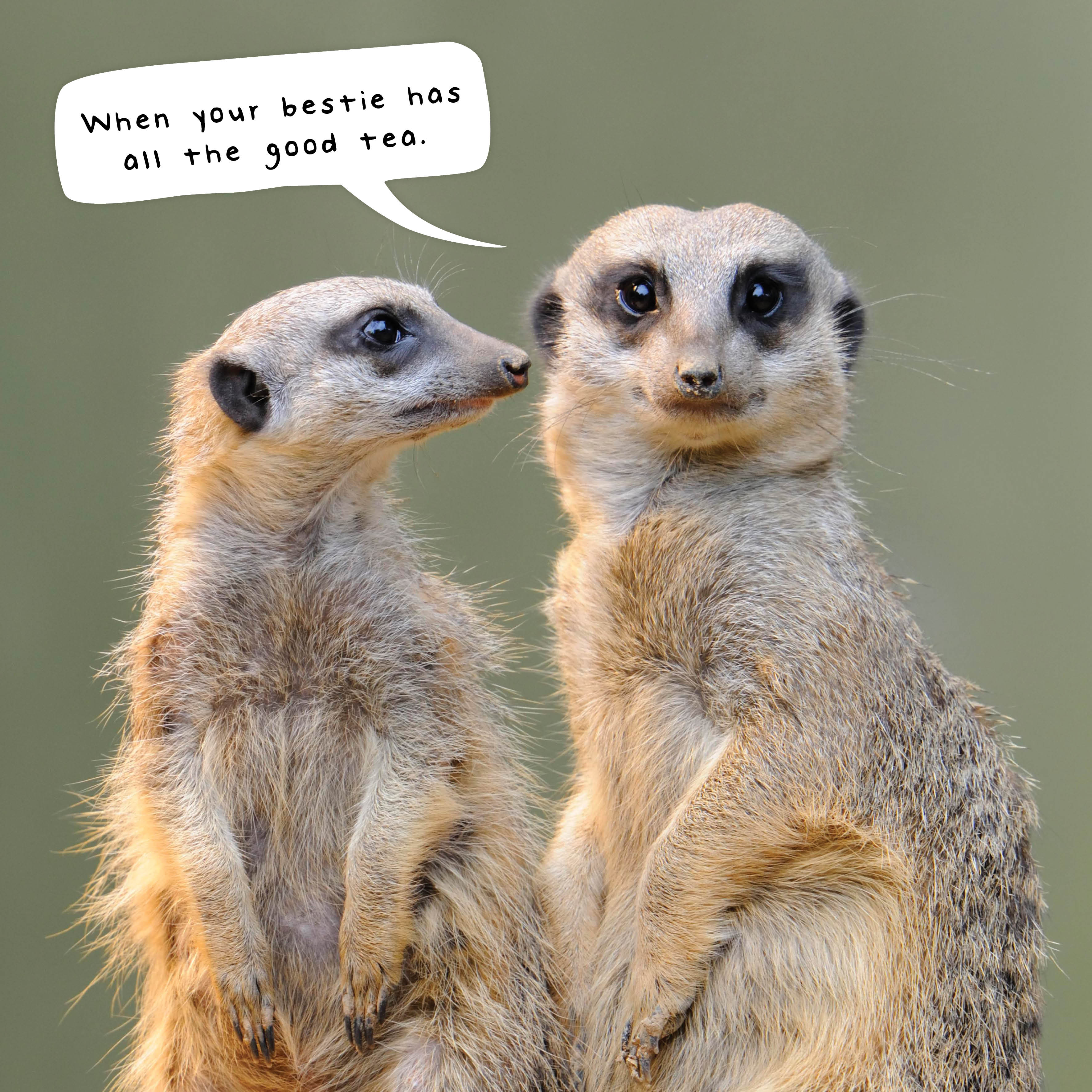 2026 Meerkats - Square Wall Calendar