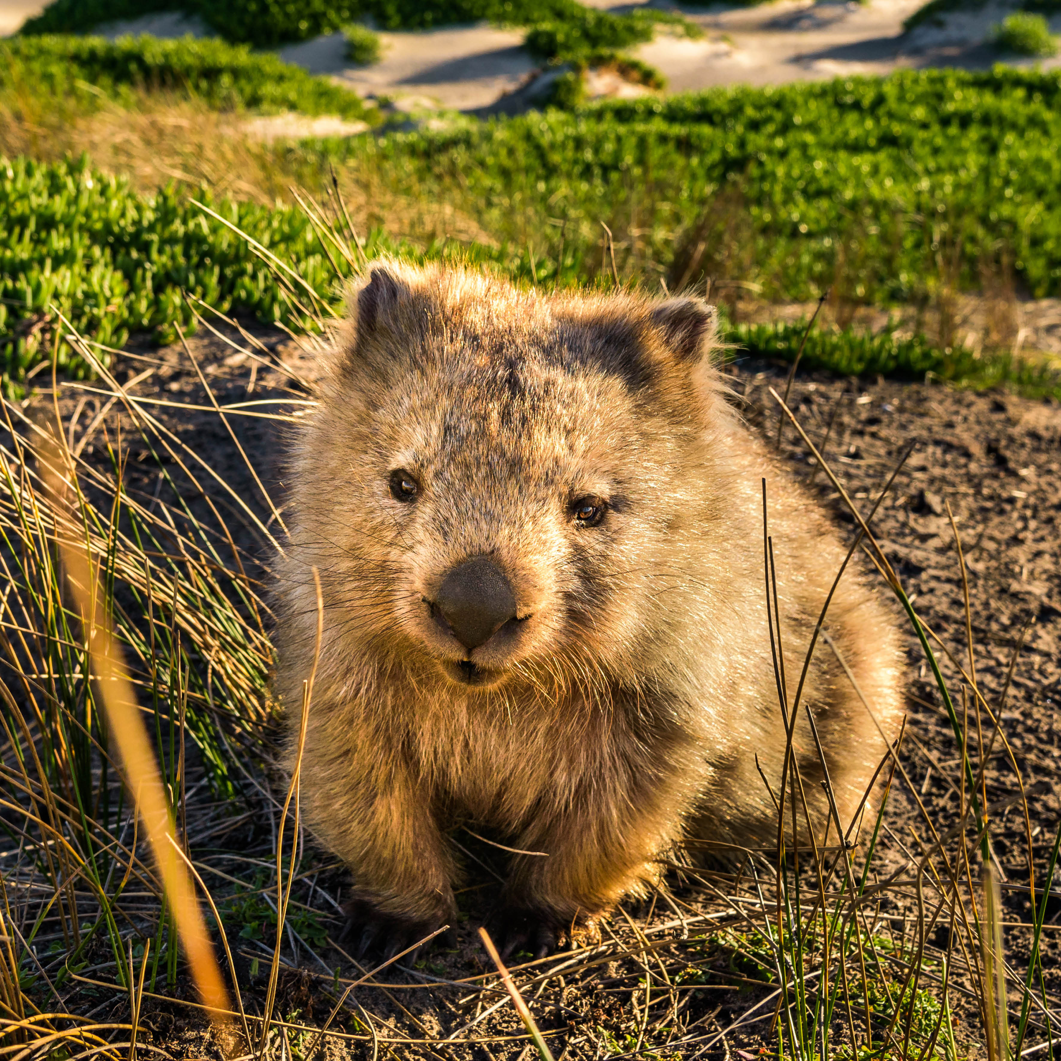 2026 Our Australia Native Animals - Square Wall Calendar