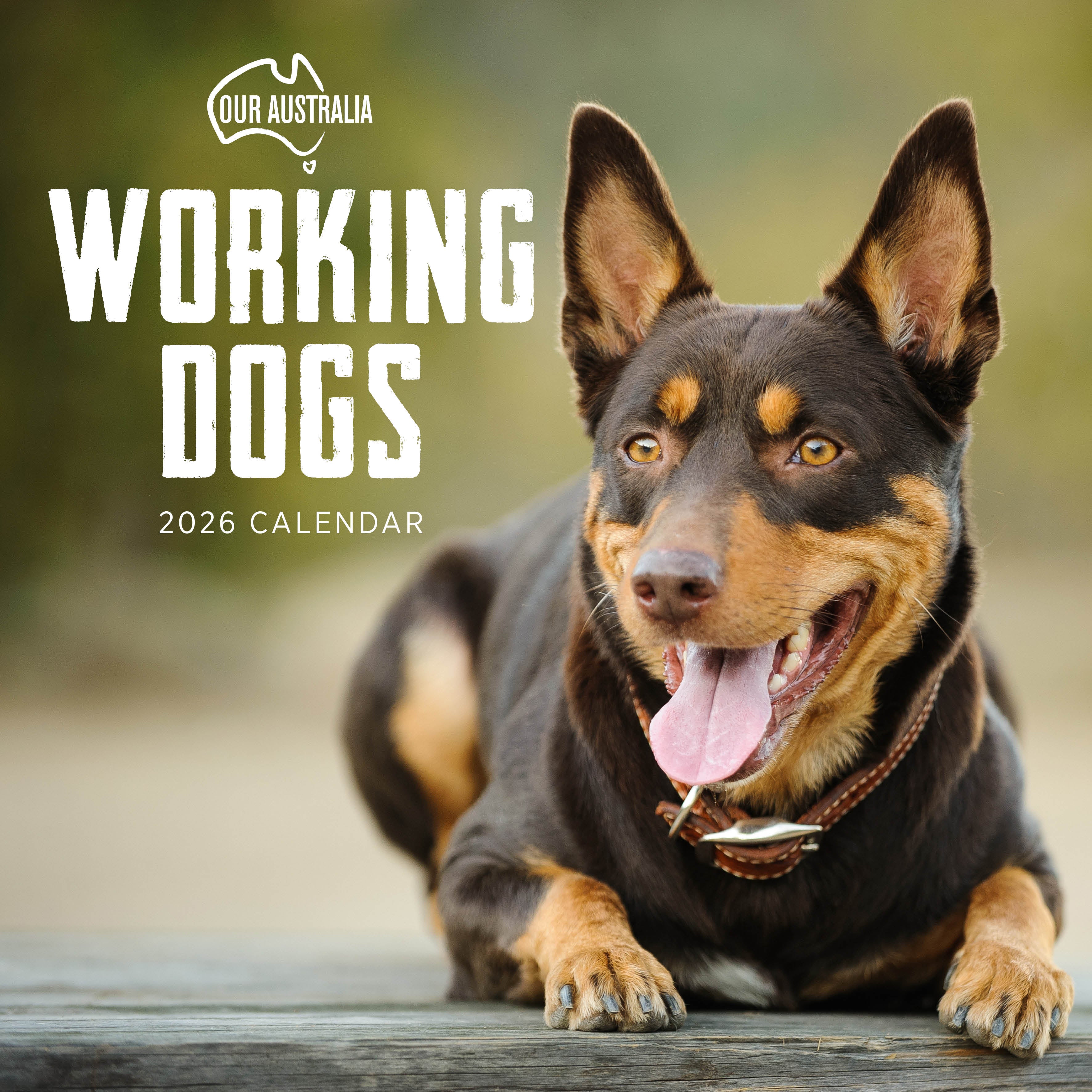 2026 Our Australia Working Dogs - Square Wall Calendar