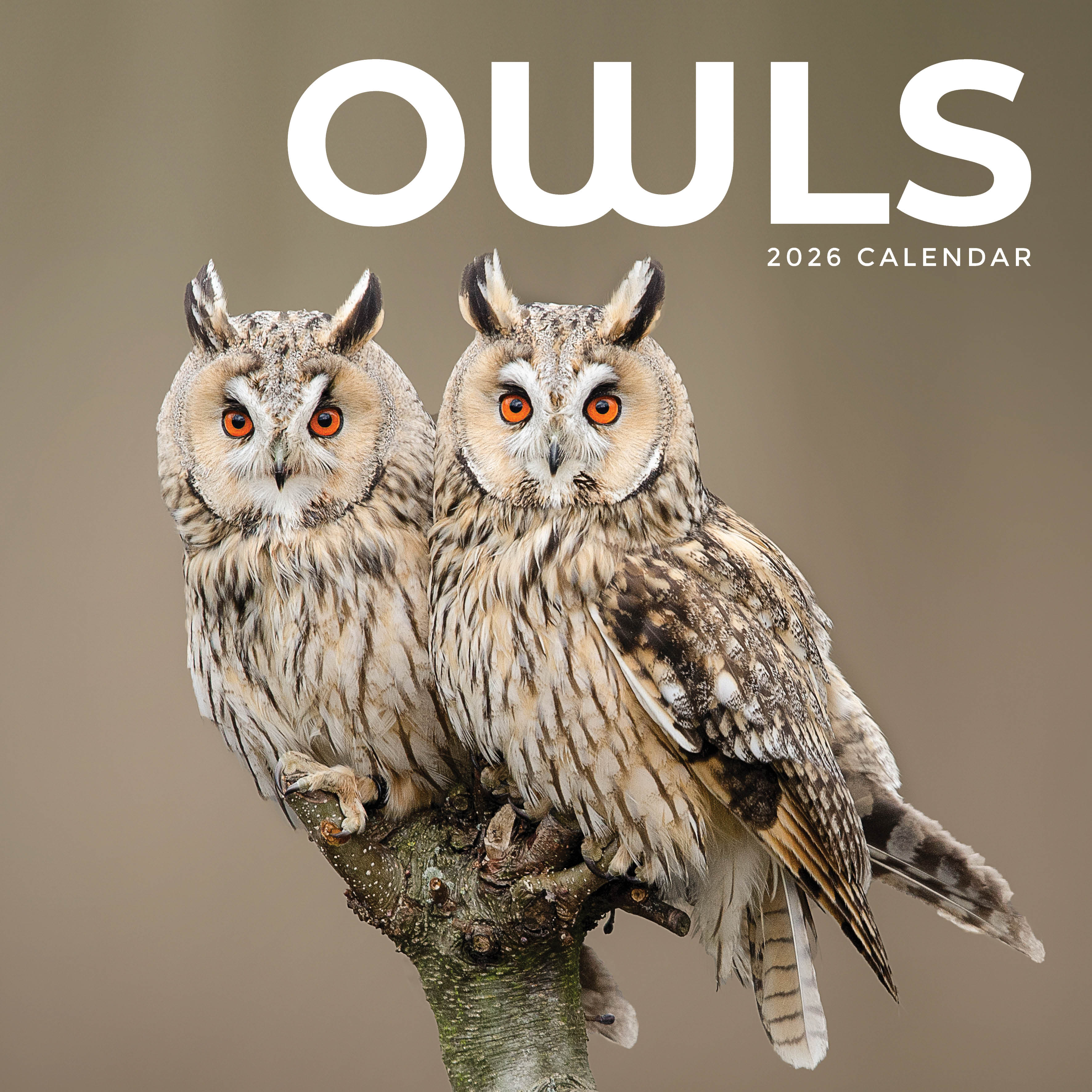 2026 Owls - Square Wall Calendar