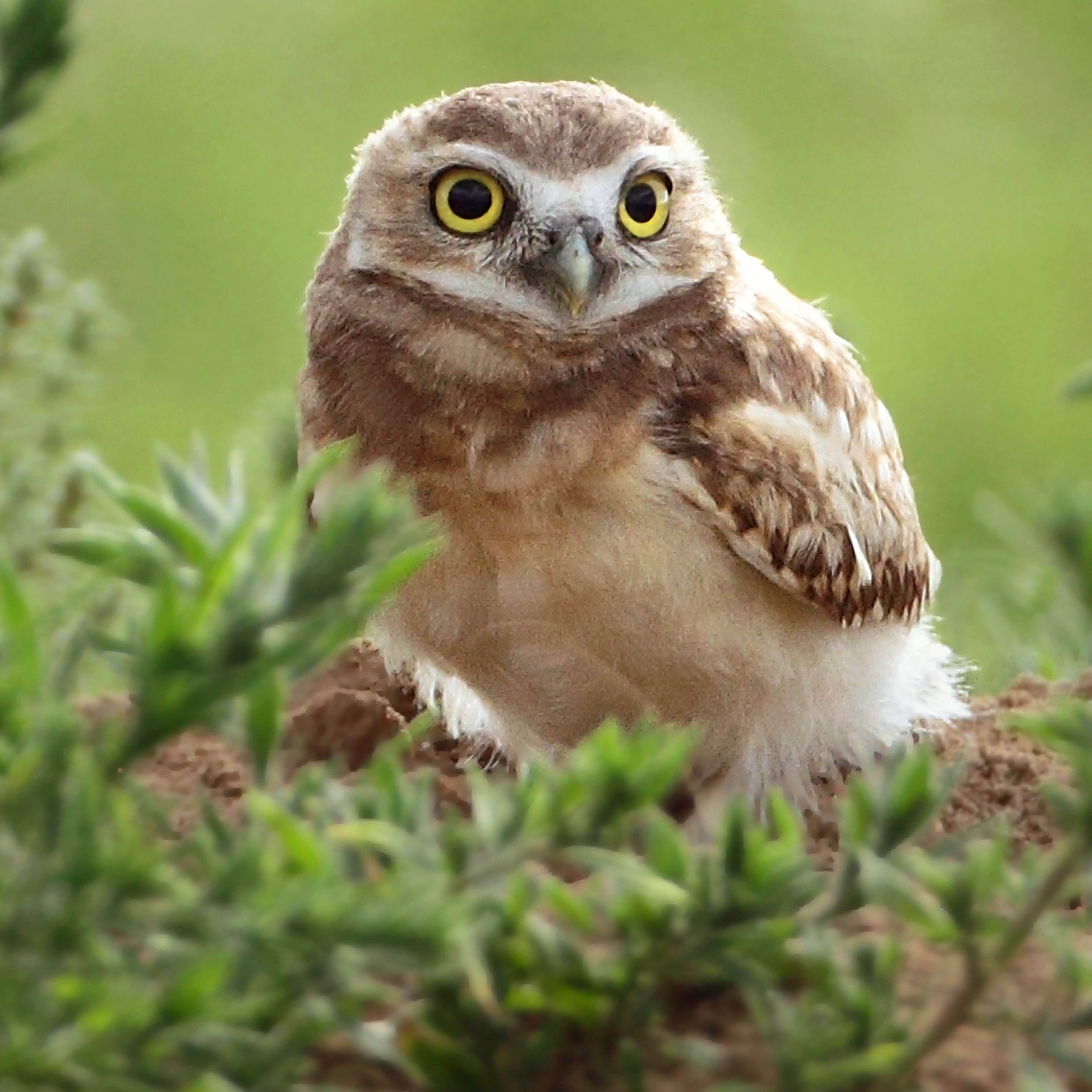 2026 Owls - Square Wall Calendar