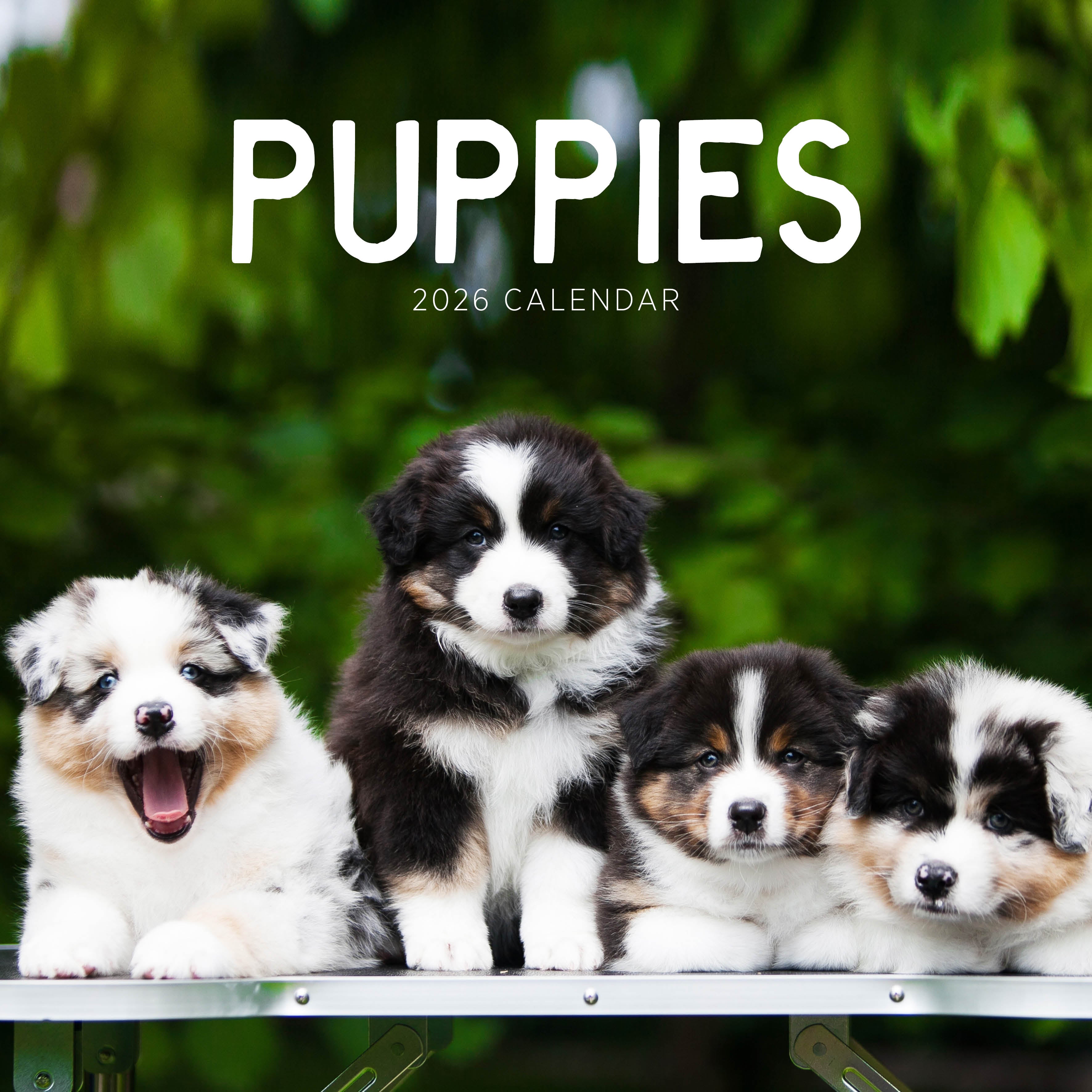 2026 Puppies - Square Wall Calendar