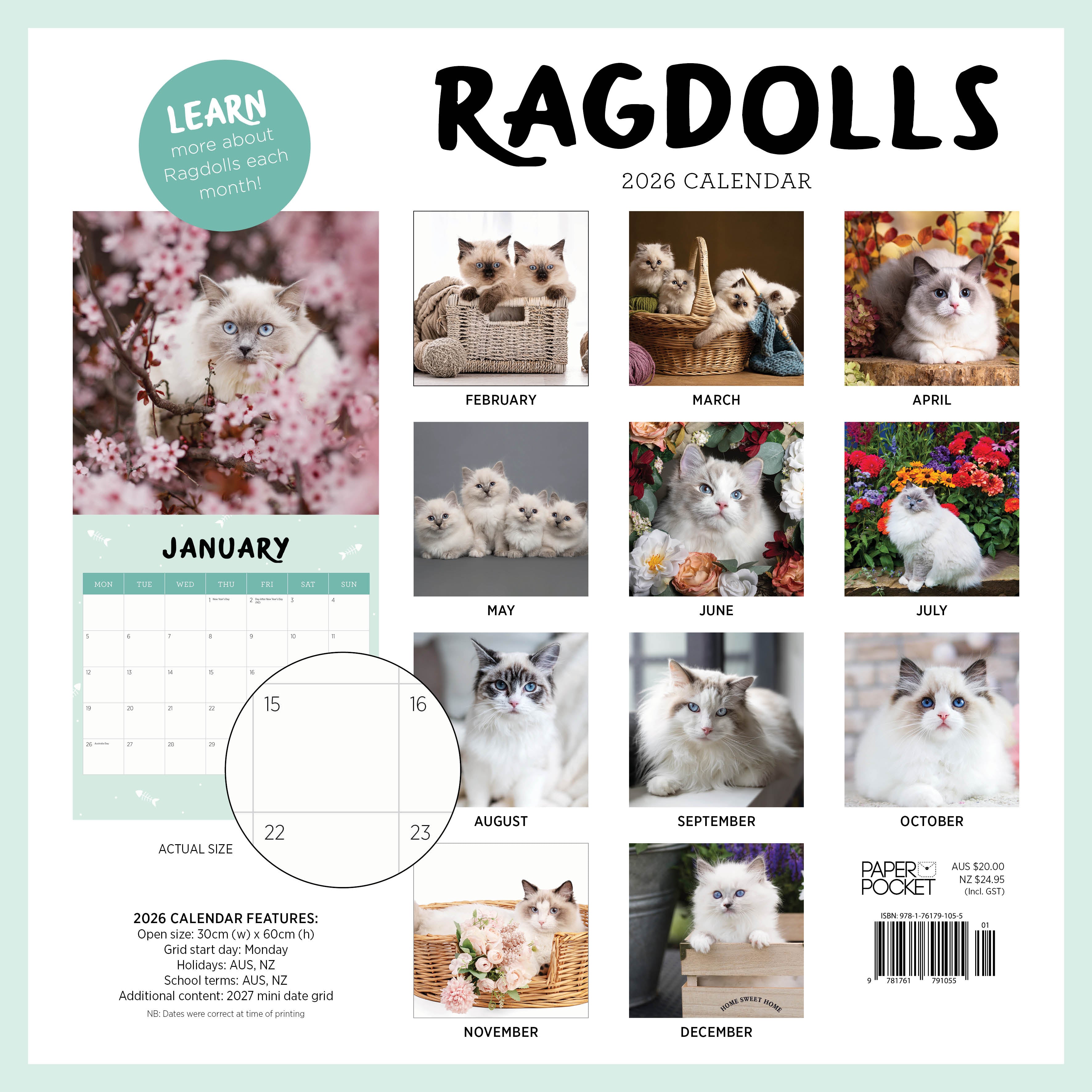 2026 Ragdolls - Square Wall Calendar