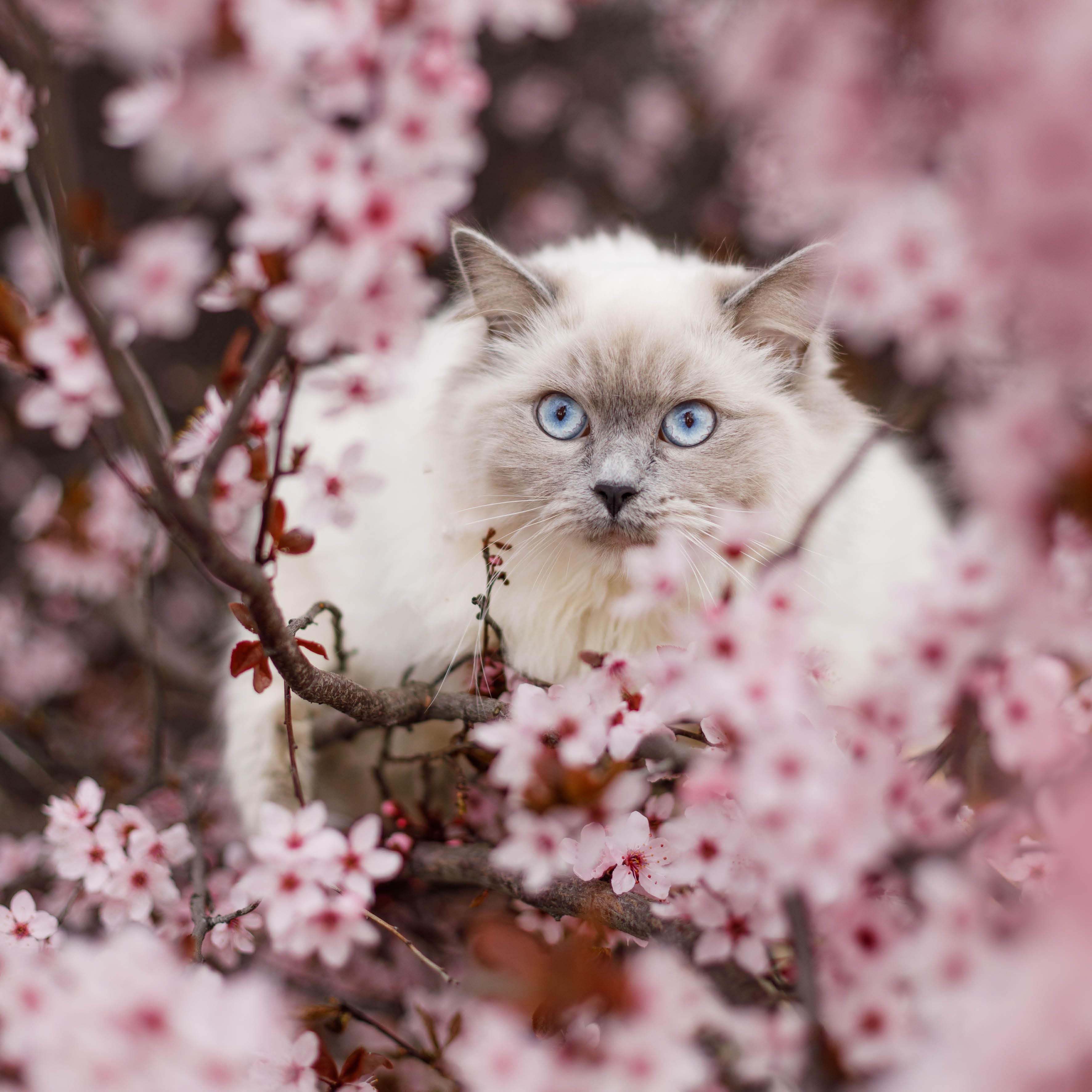 2026 Ragdolls - Square Wall Calendar