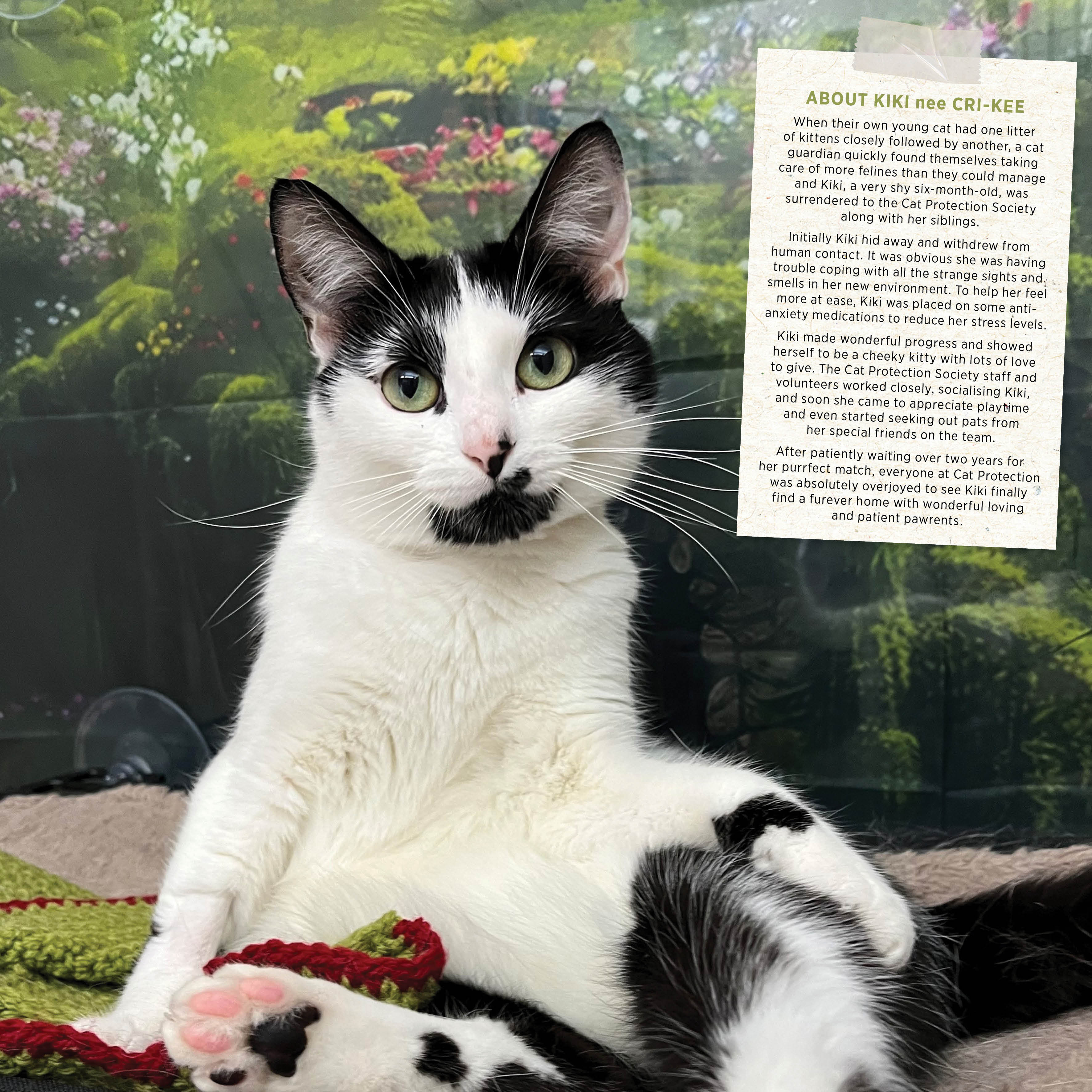 2026 Rescue Cats - Square Wall Calendar