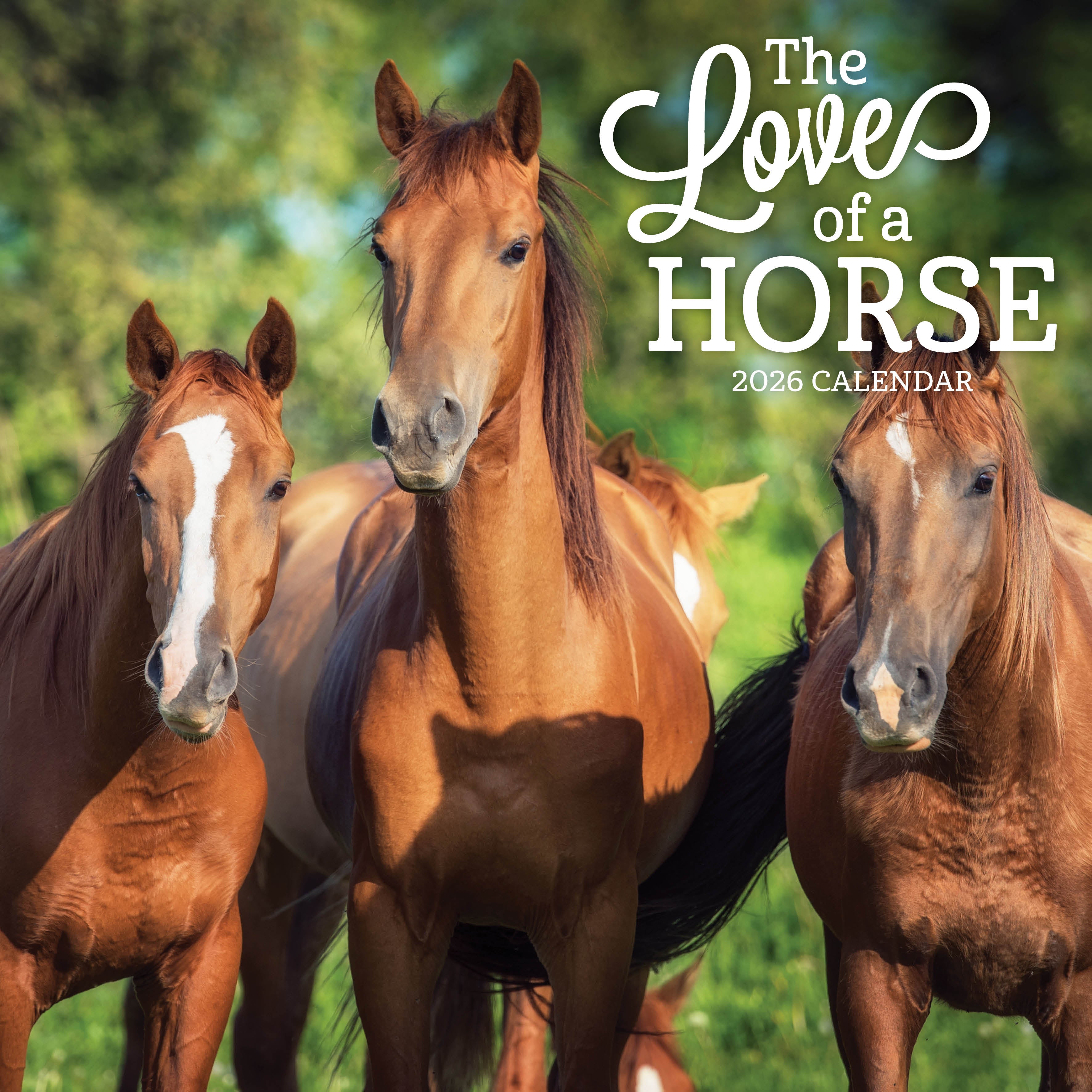 2026 The Love Of A Horse - Square Wall Calendar