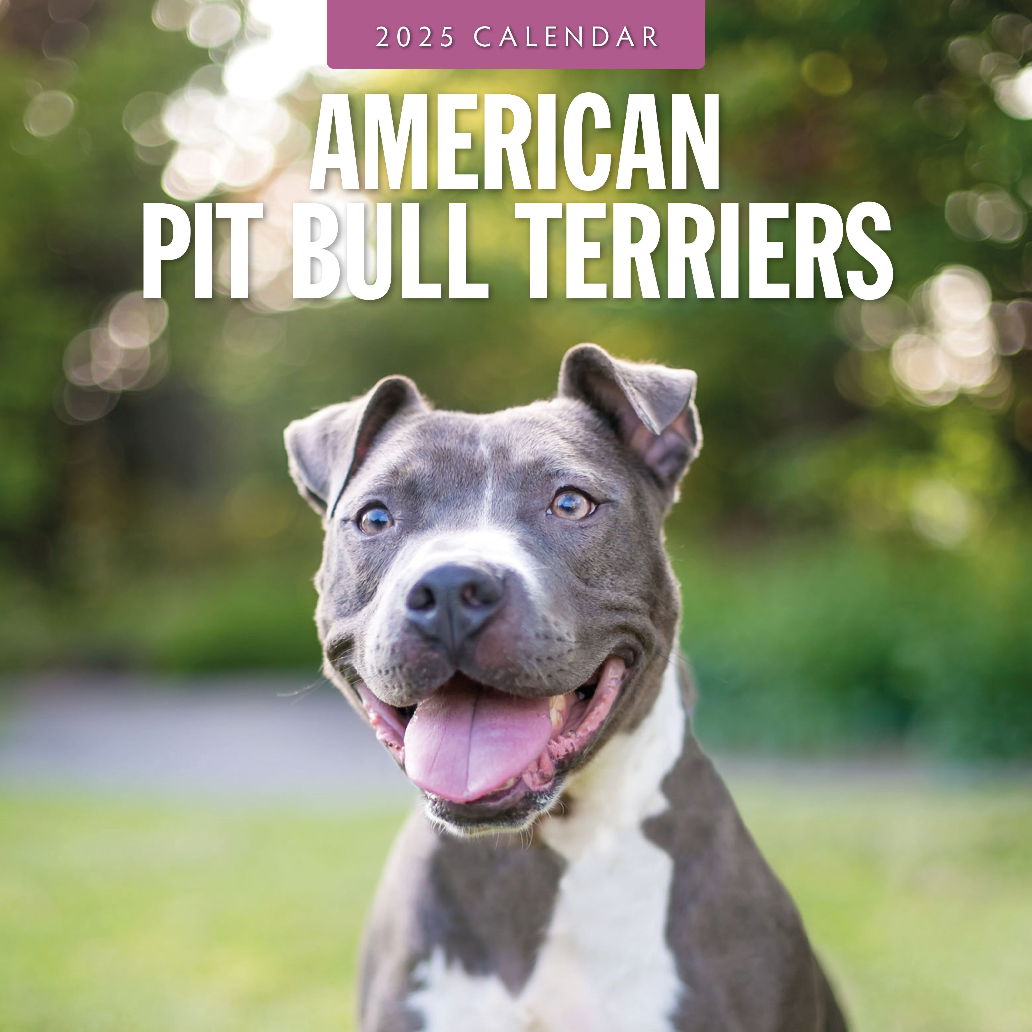 2025 American Pit Bull Terriers Square Wall Calendar