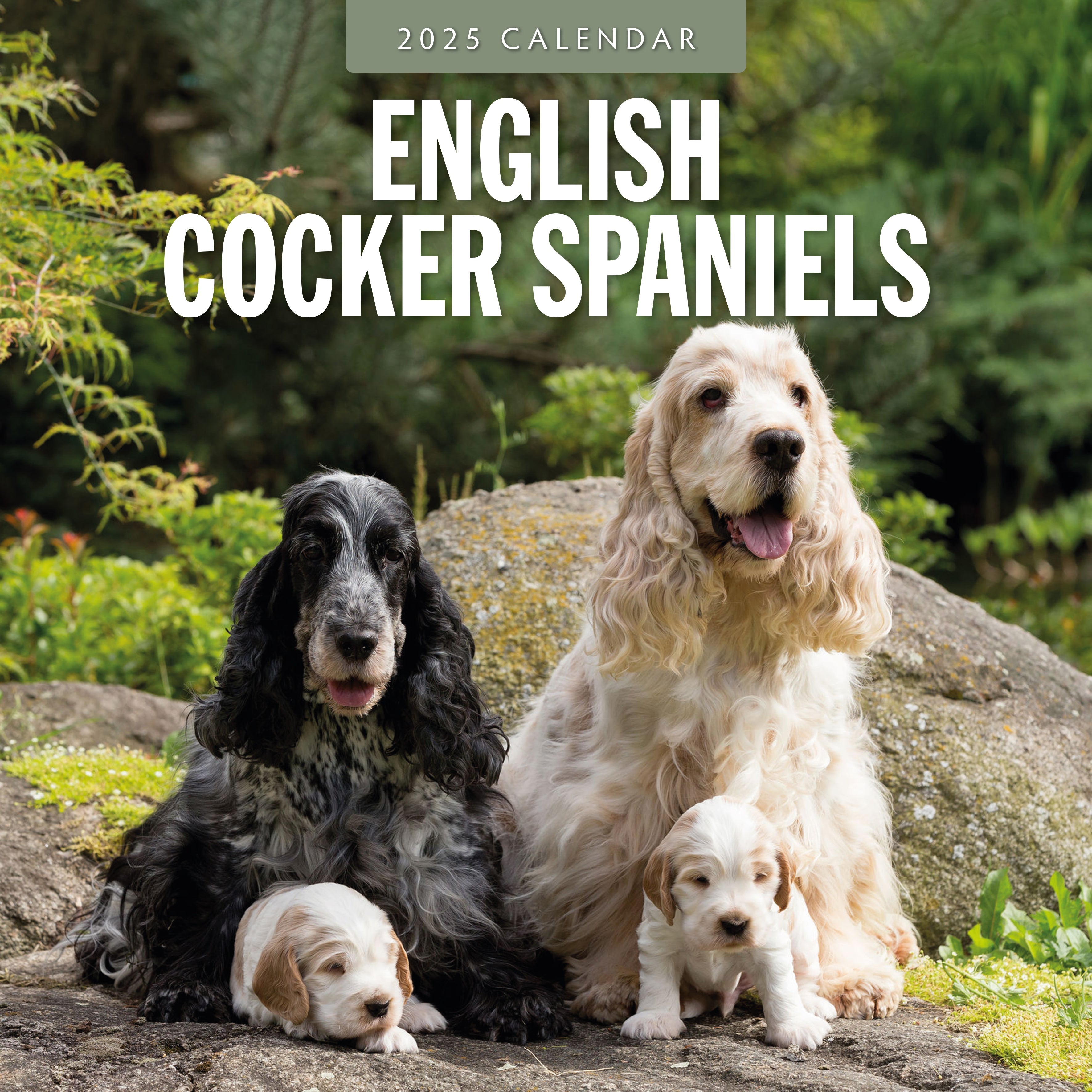 2025 English Cocker Spaniels Square Wall Calendar