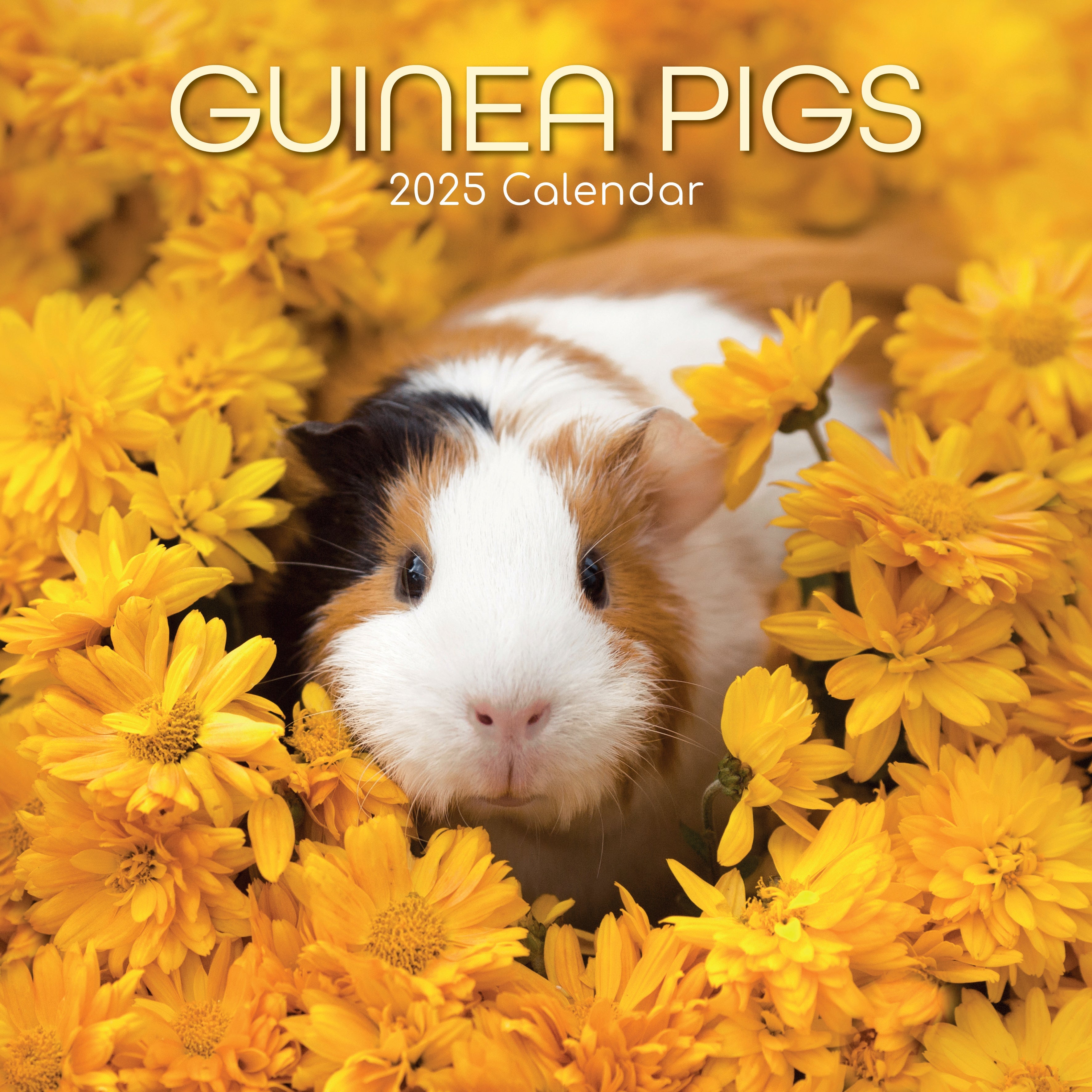 2025 Guinea Pigs Square Wall Calendar