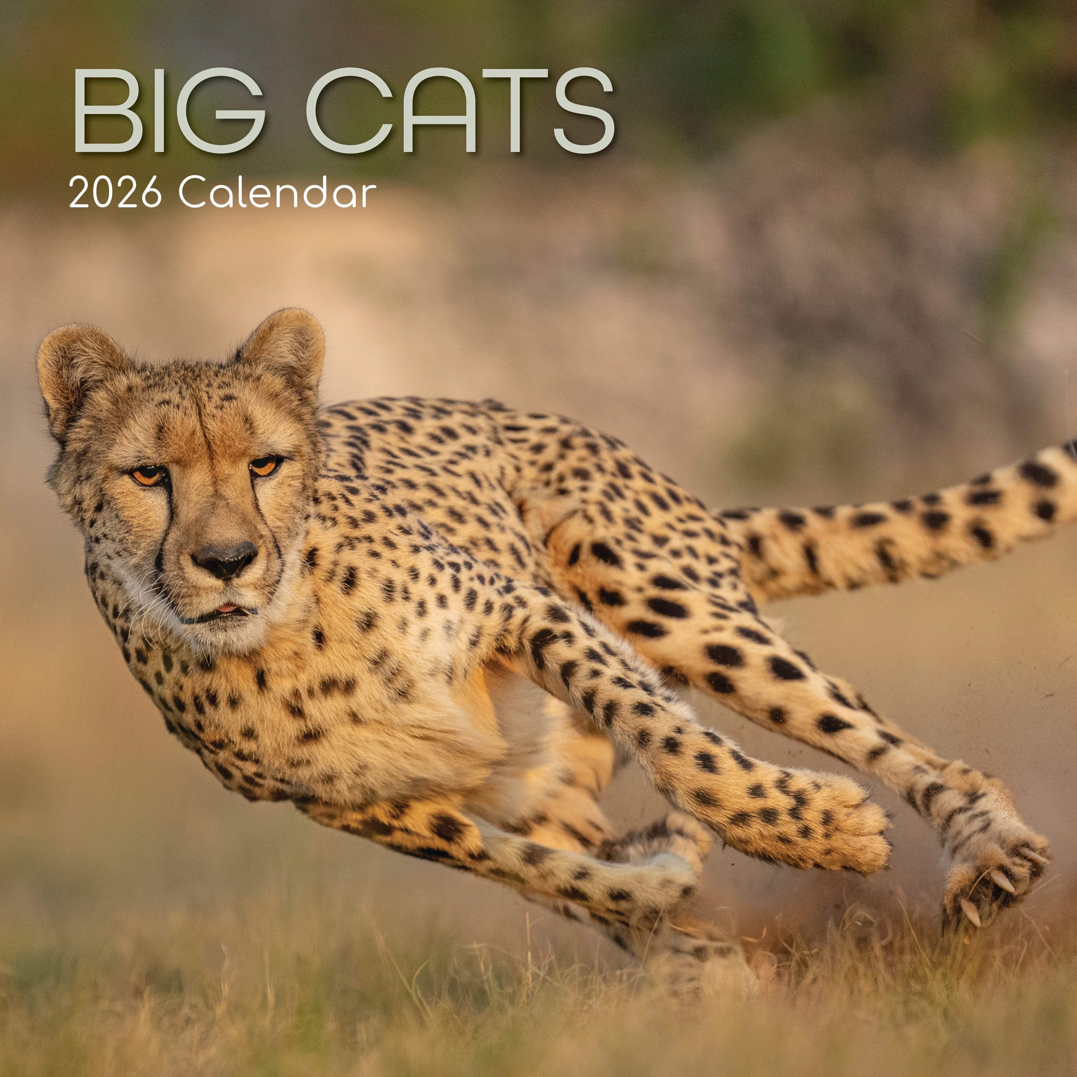 2026 Big Cats - Square Wall Calendar